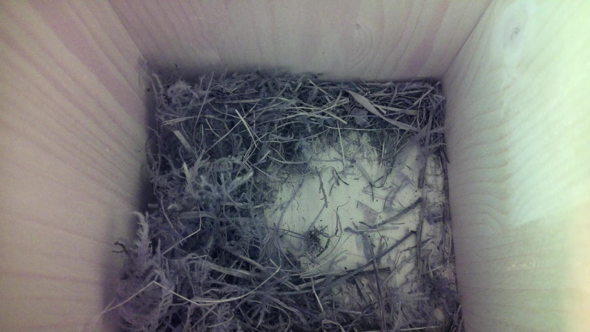 Aufnahme aus dem Vogelhaus