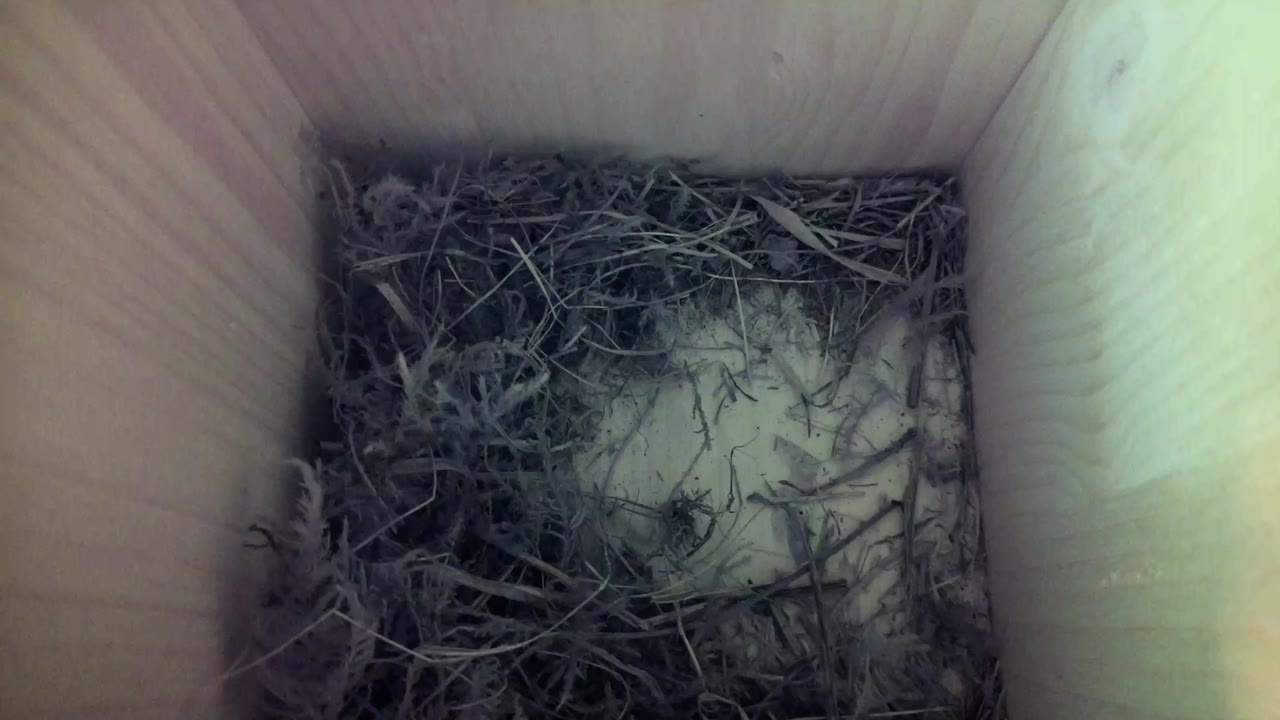 Aufnahme aus dem Vogelhaus
