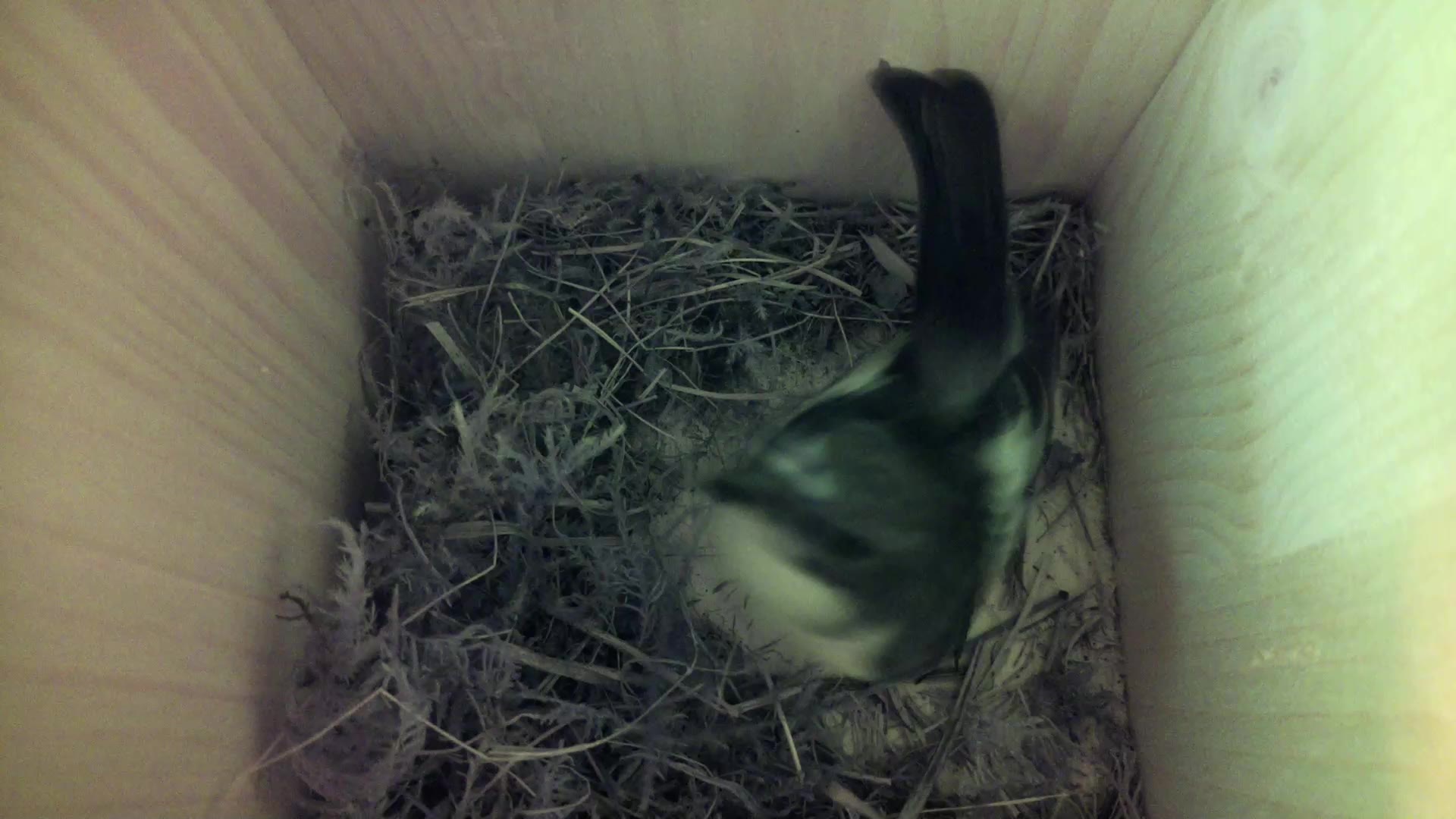 Aufnahme aus dem Vogelhaus