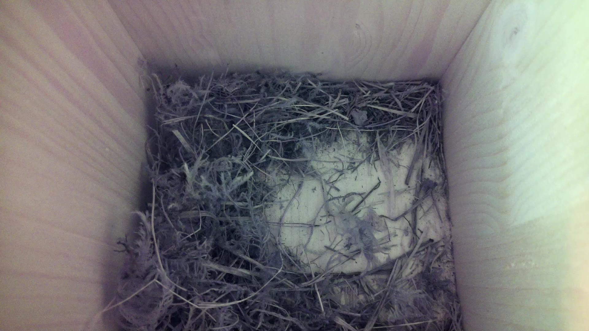 Aufnahme aus dem Vogelhaus