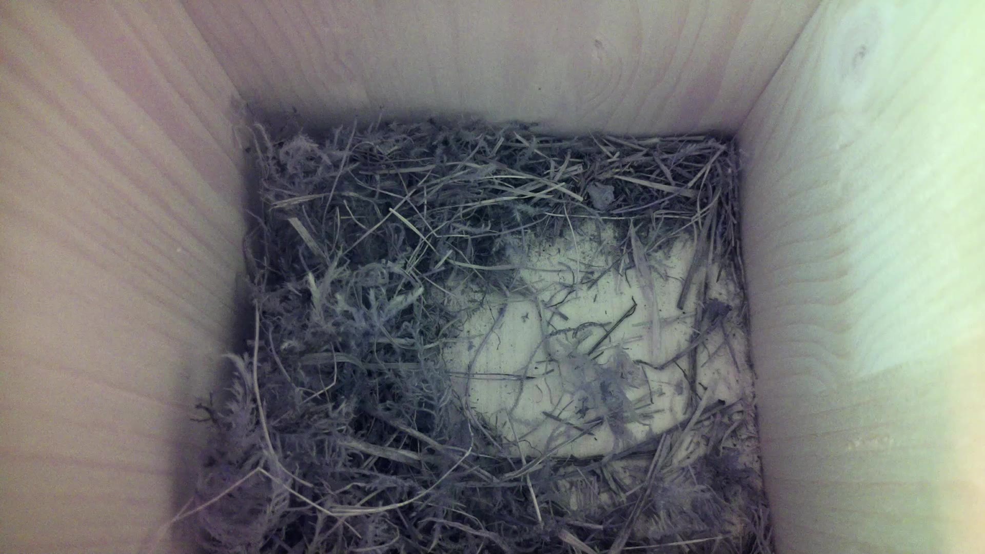 Aufnahme aus dem Vogelhaus