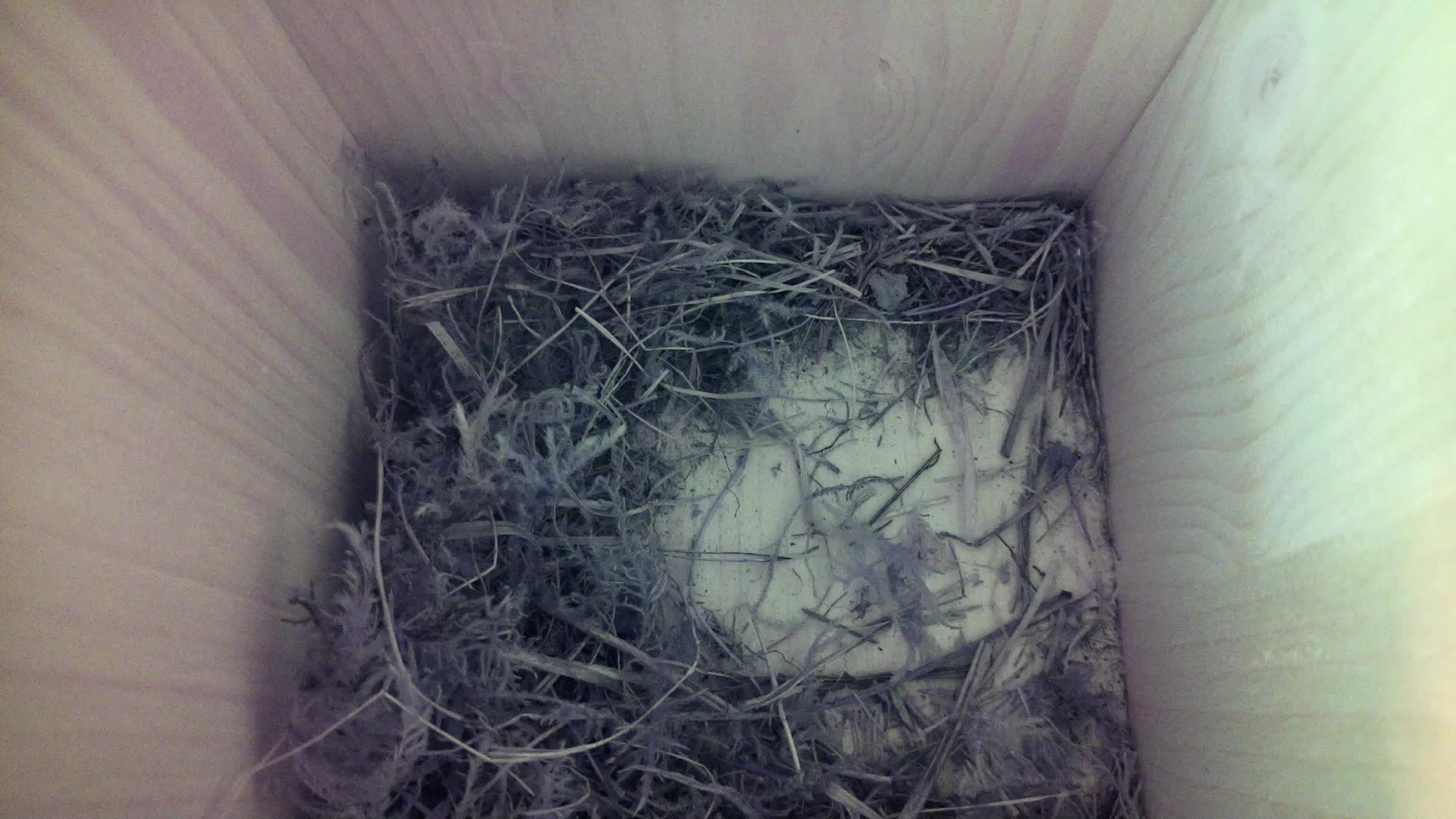 Aufnahme aus dem Vogelhaus
