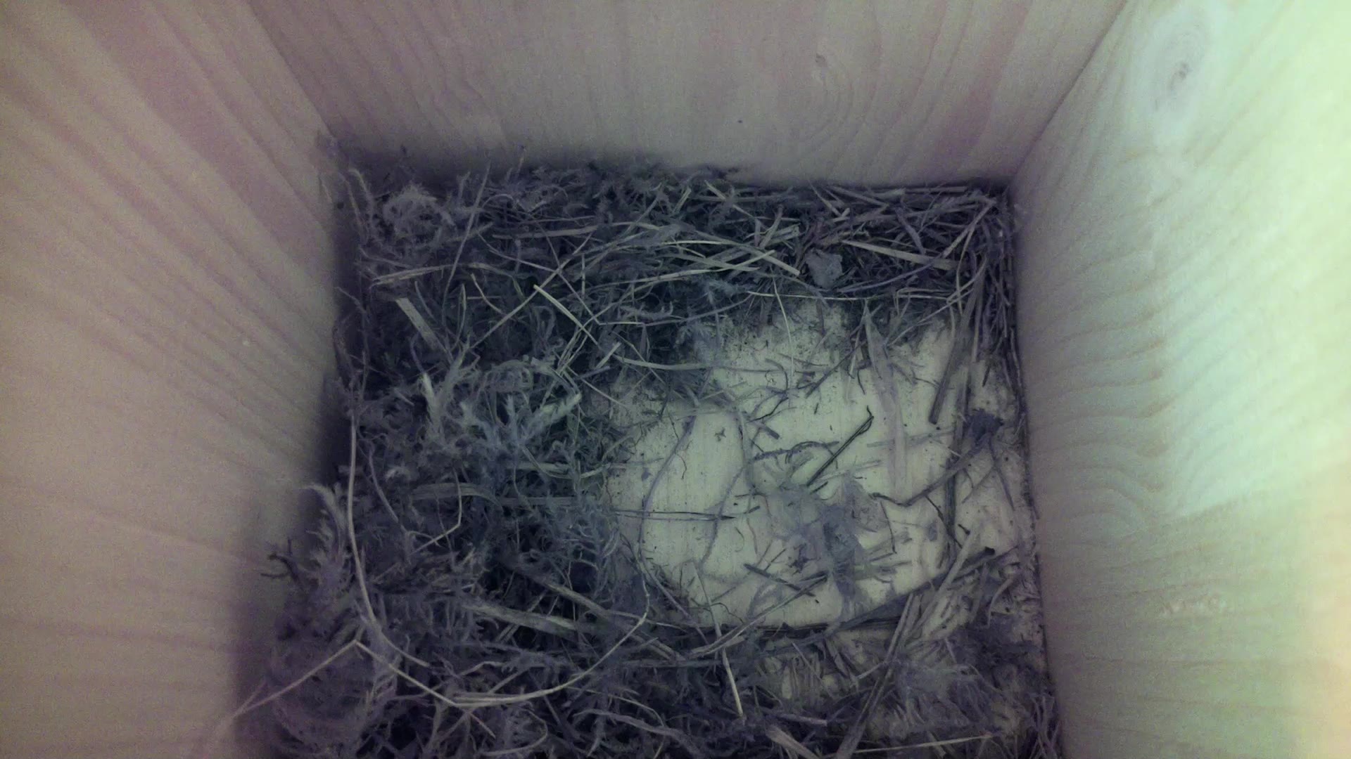 Aufnahme aus dem Vogelhaus