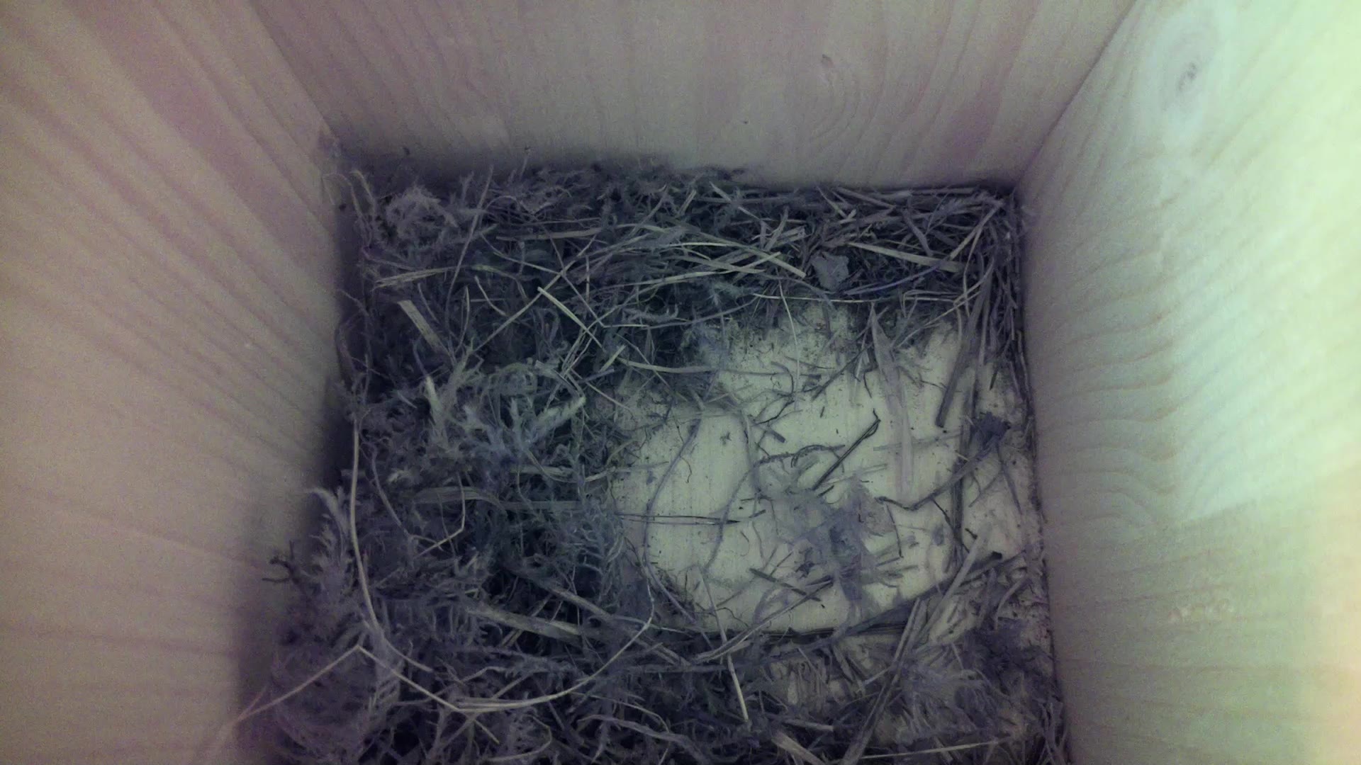 Aufnahme aus dem Vogelhaus