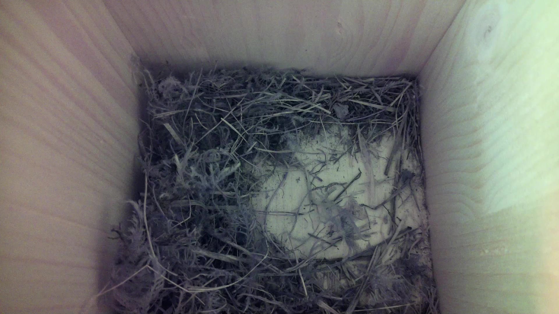 Aufnahme aus dem Vogelhaus