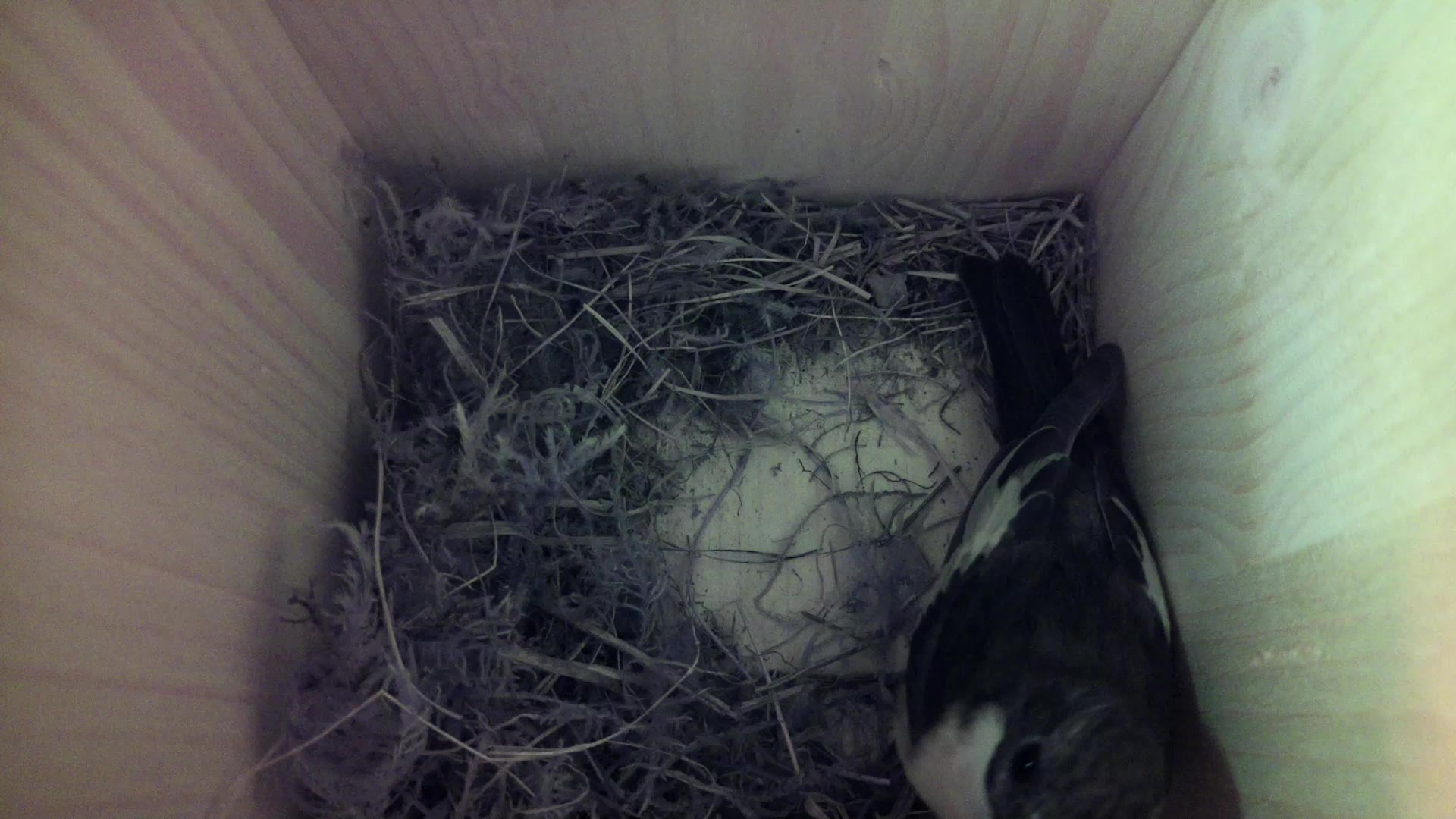 Aufnahme aus dem Vogelhaus