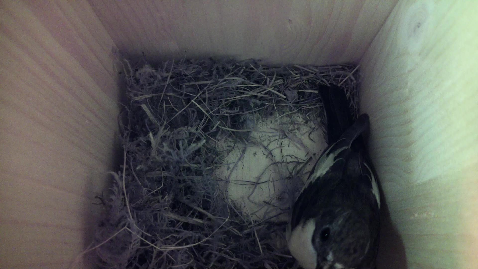 Aufnahme aus dem Vogelhaus