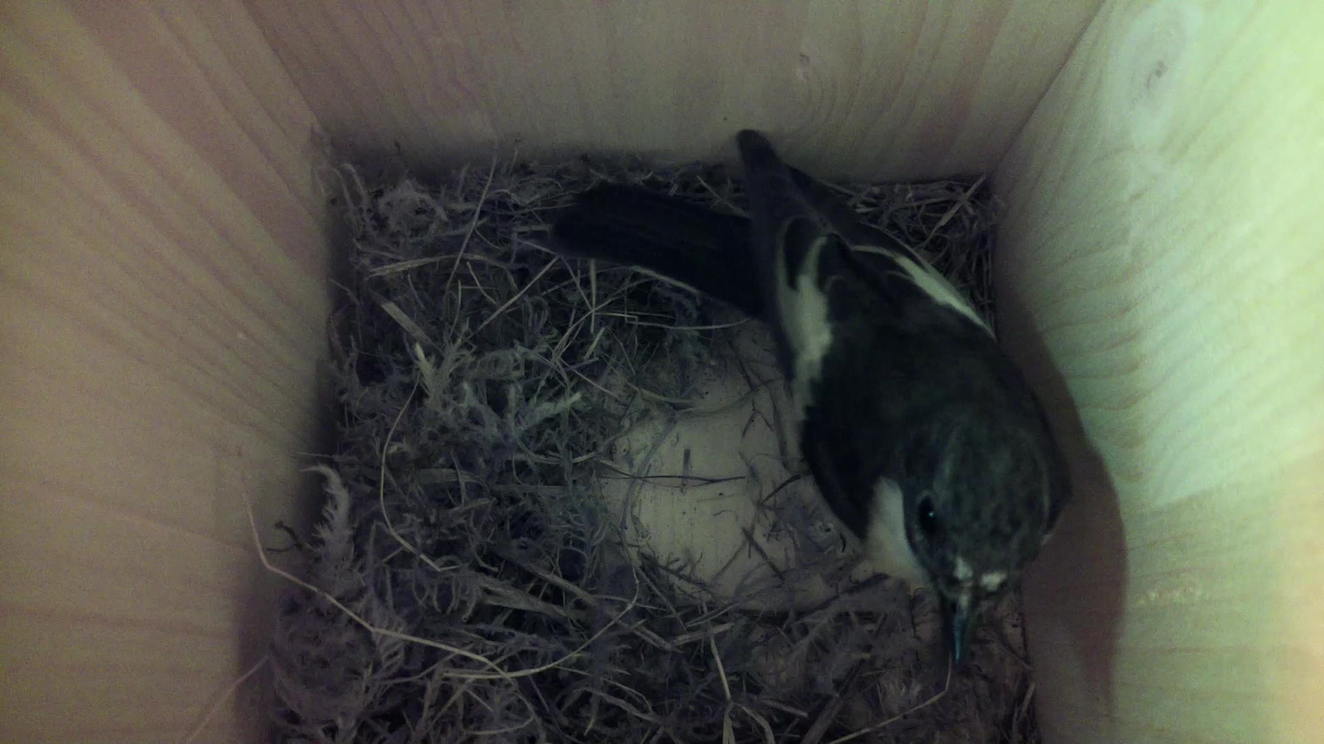 Aufnahme aus dem Vogelhaus