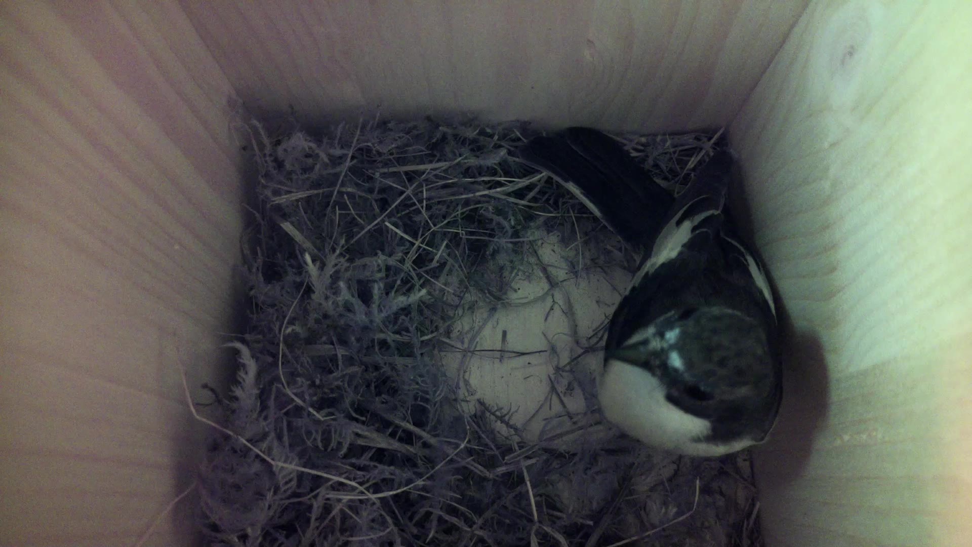 Aufnahme aus dem Vogelhaus