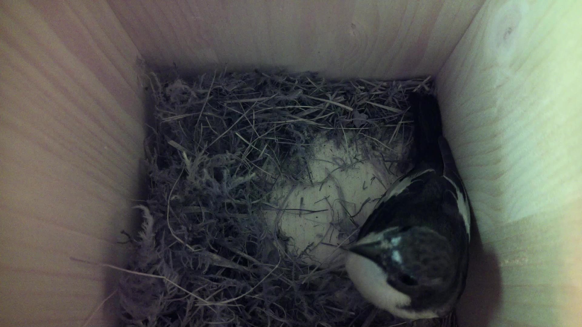 Aufnahme aus dem Vogelhaus