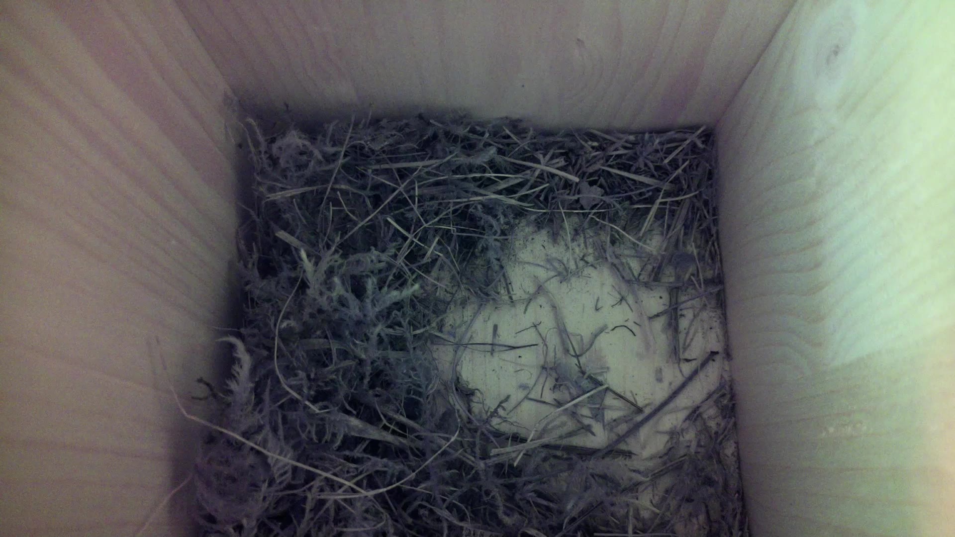 Aufnahme aus dem Vogelhaus