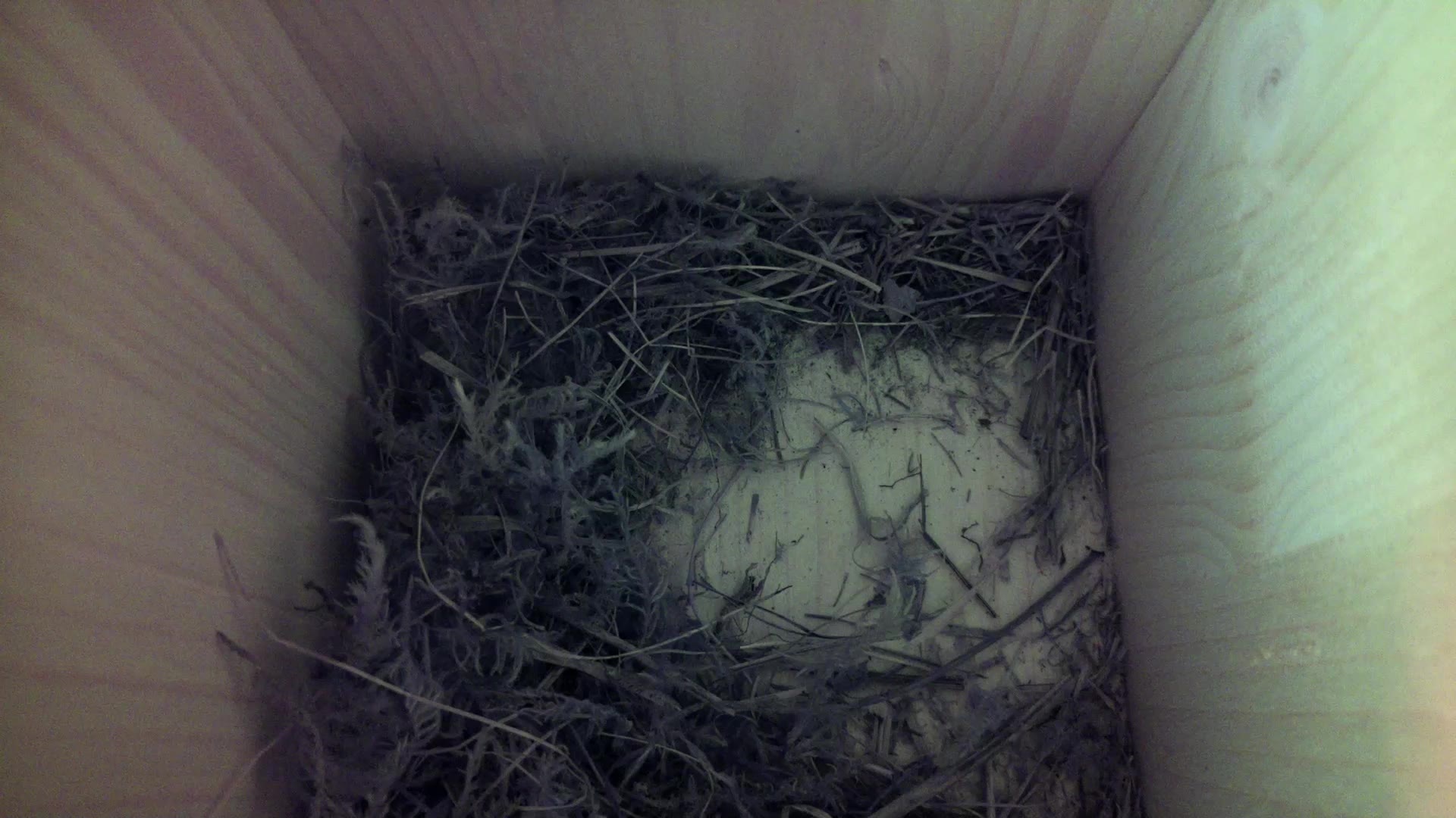 Aufnahme aus dem Vogelhaus