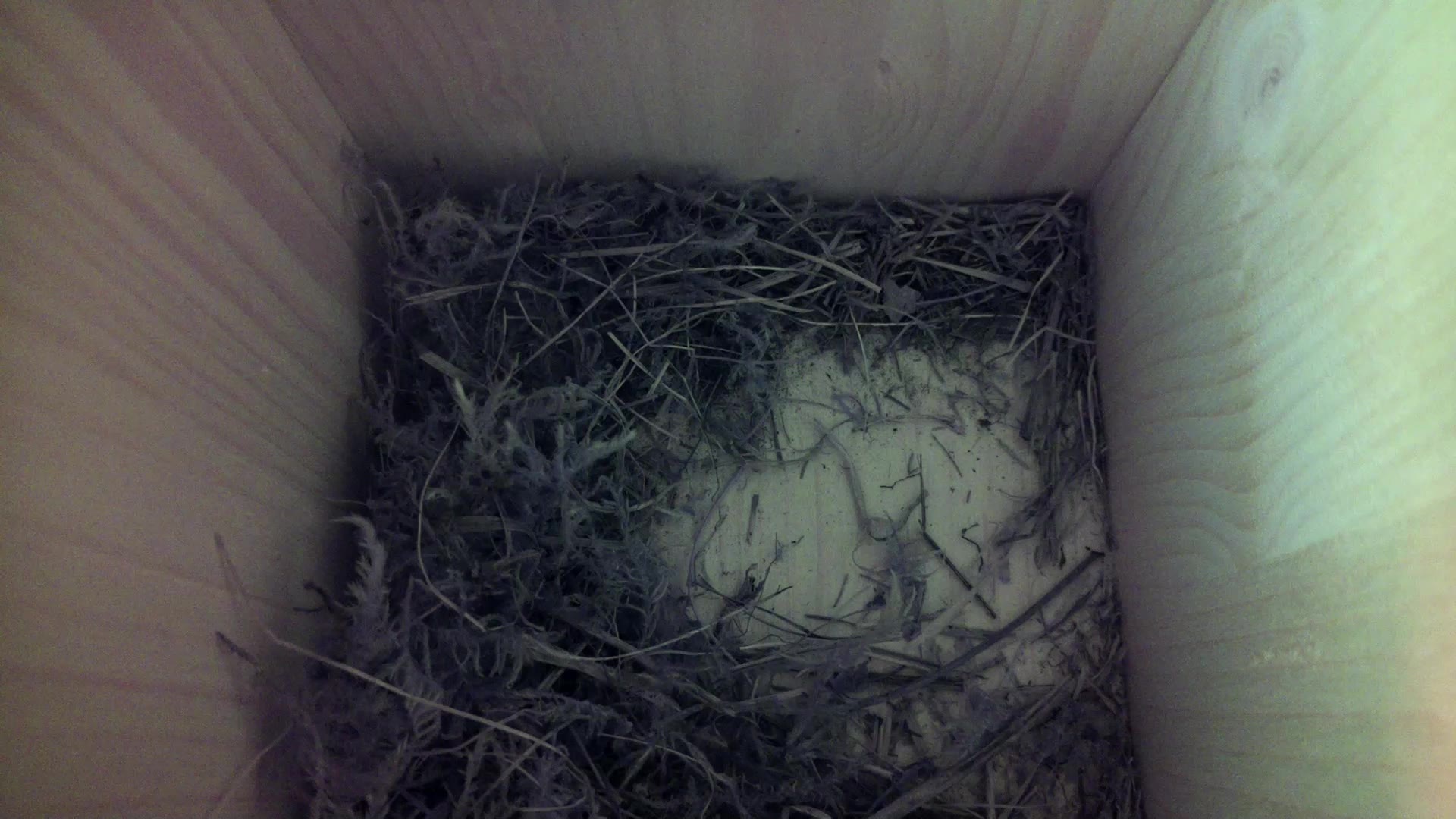 Aufnahme aus dem Vogelhaus