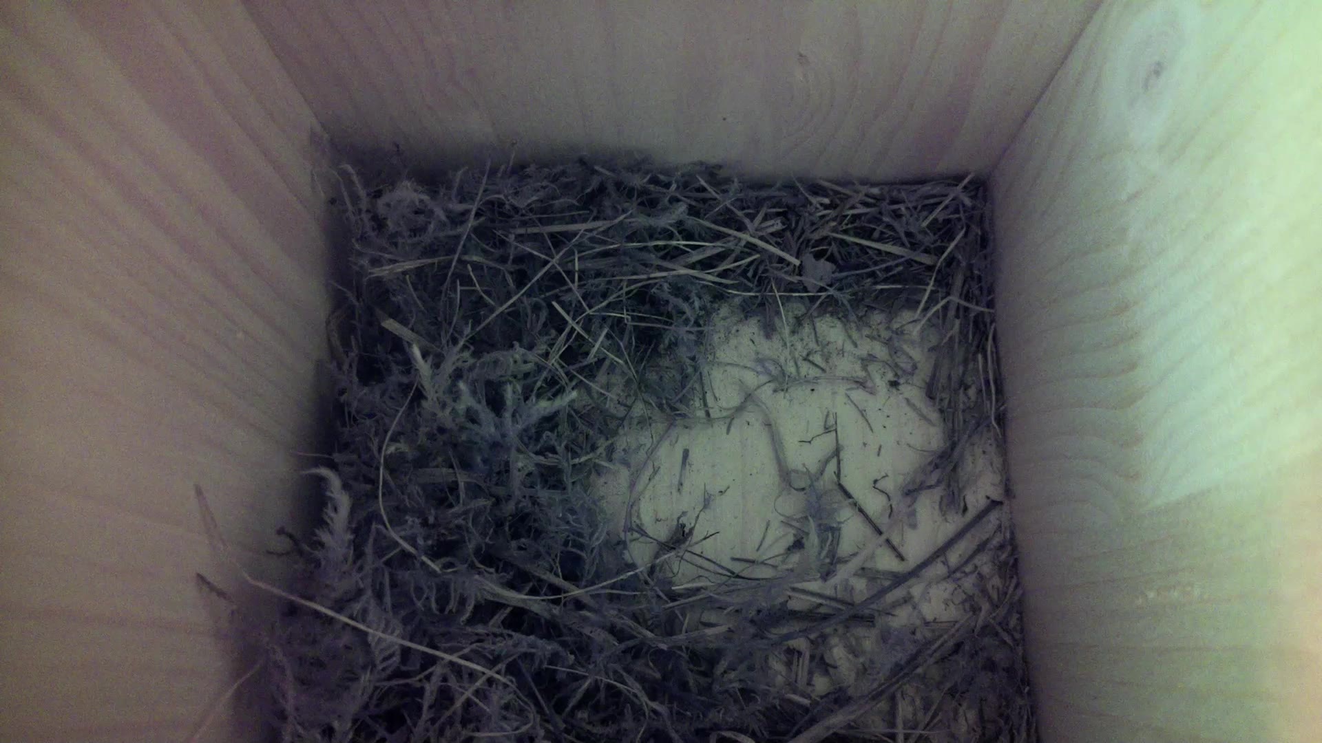 Aufnahme aus dem Vogelhaus