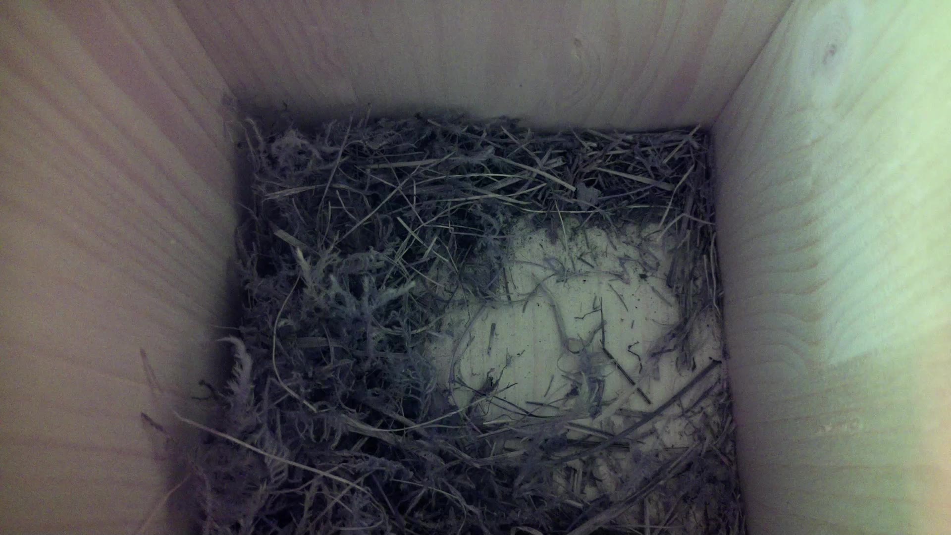 Aufnahme aus dem Vogelhaus