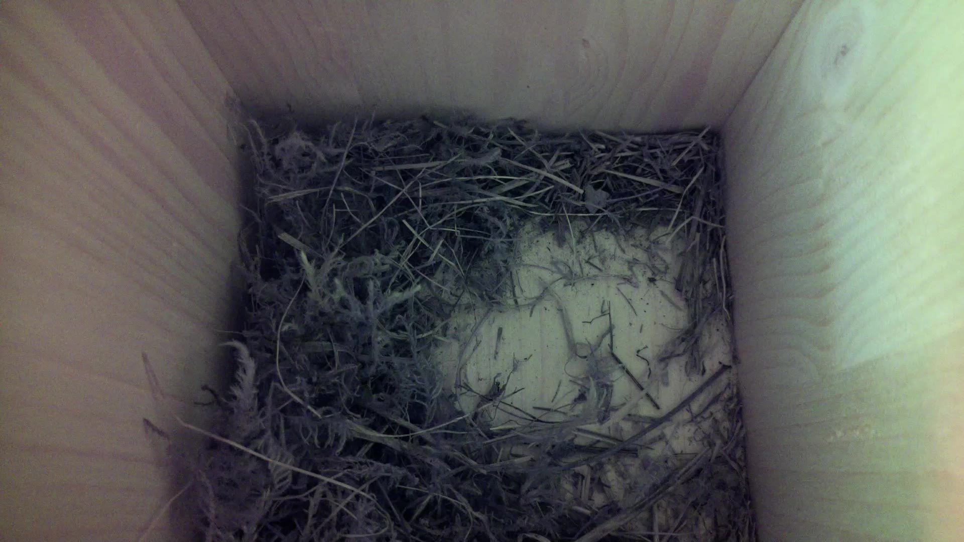 Aufnahme aus dem Vogelhaus