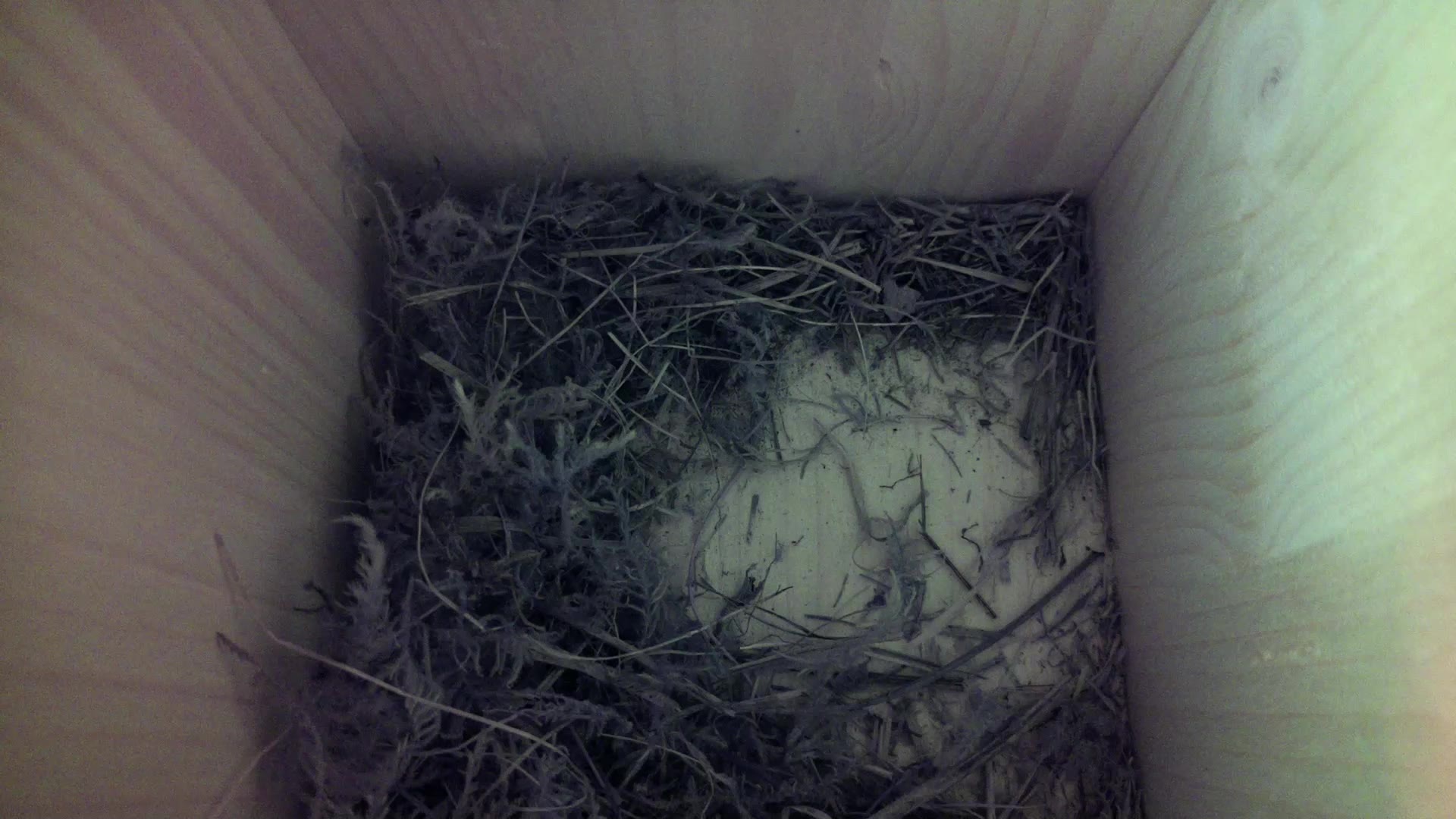 Aufnahme aus dem Vogelhaus