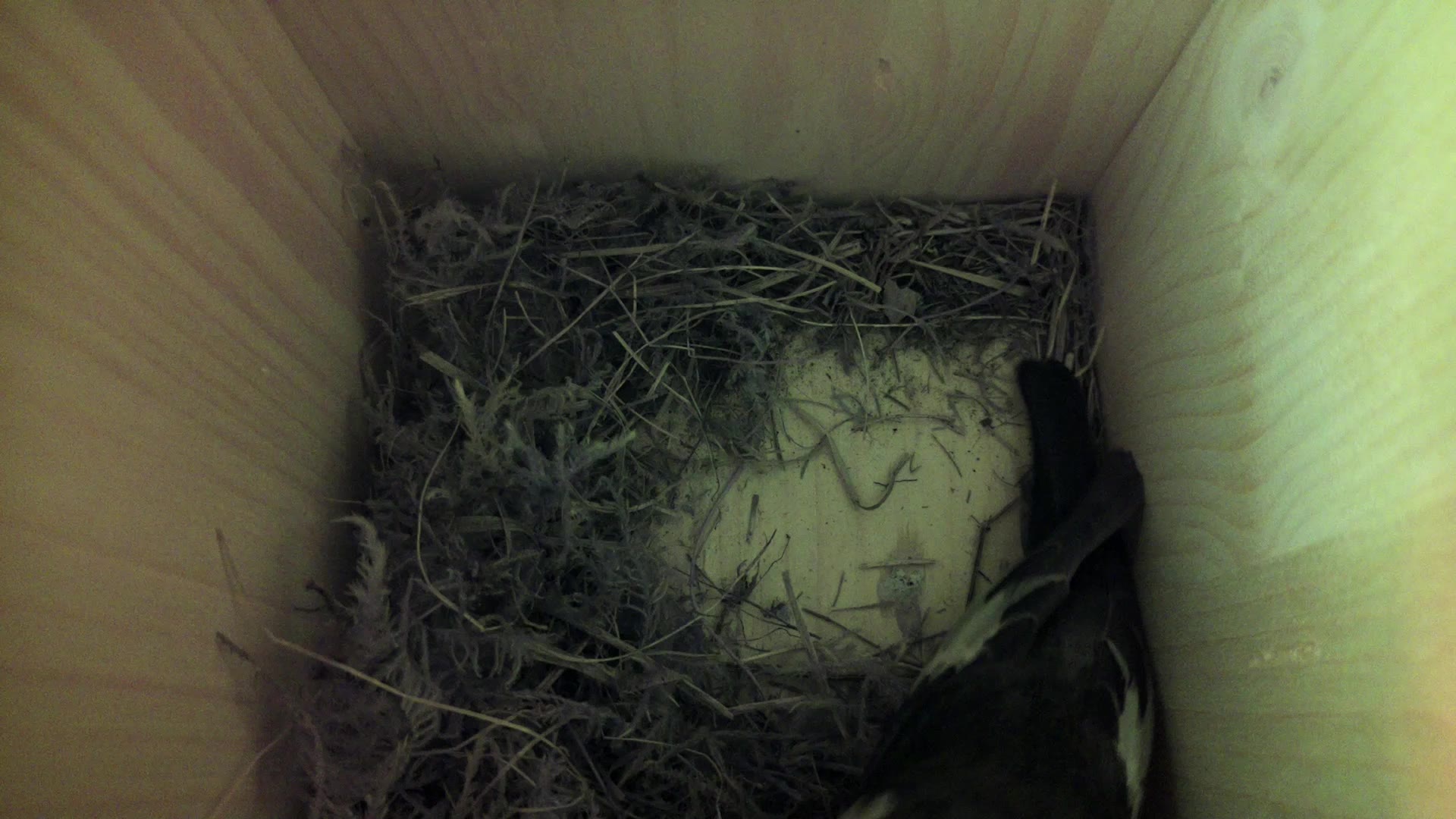 Aufnahme aus dem Vogelhaus