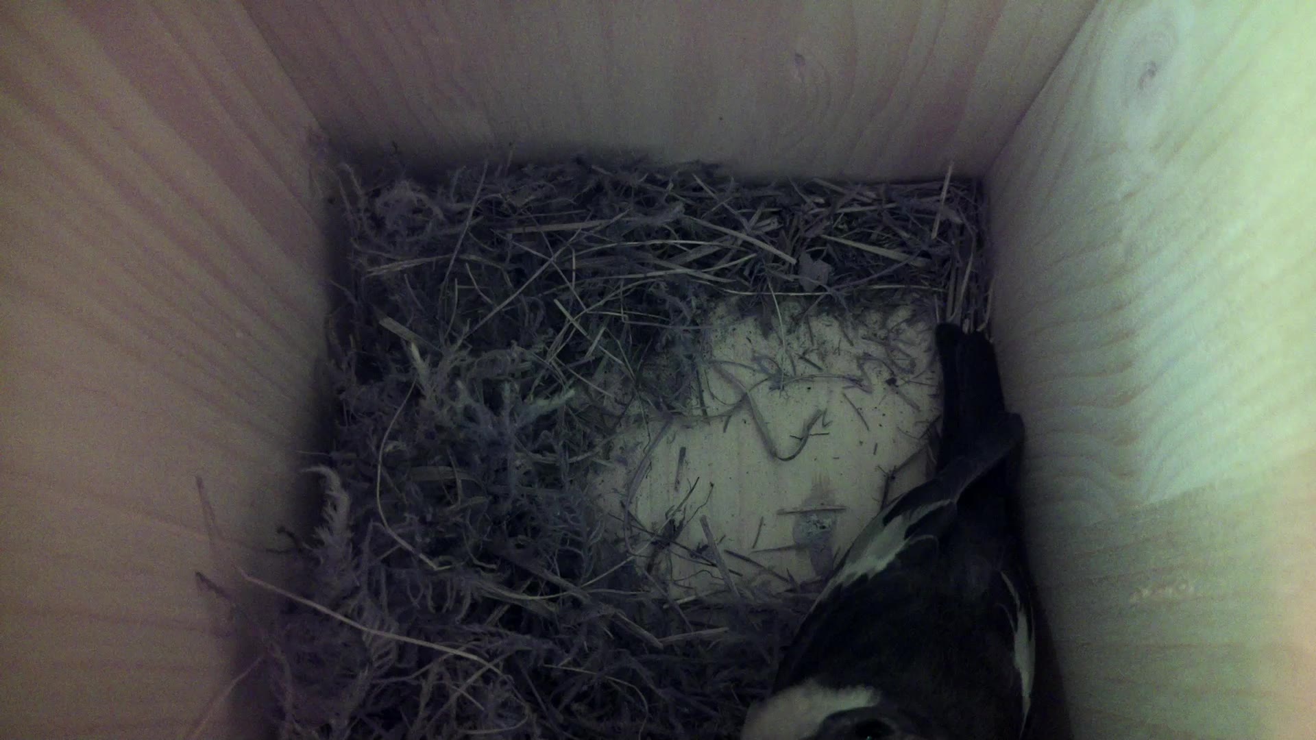 Aufnahme aus dem Vogelhaus