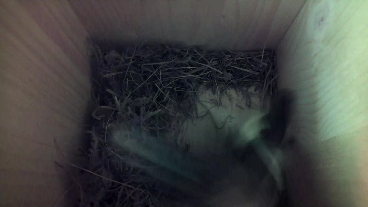 Aufnahme aus dem Vogelhaus