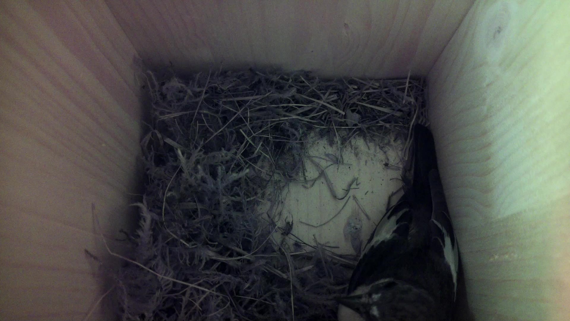 Aufnahme aus dem Vogelhaus