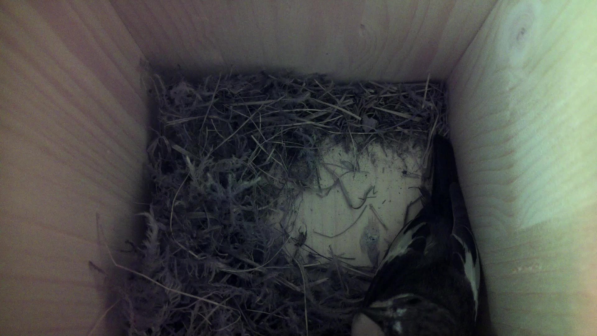 Aufnahme aus dem Vogelhaus