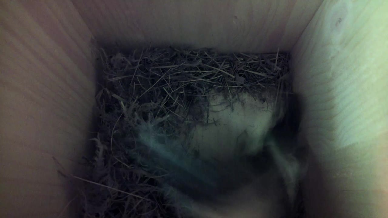 Aufnahme aus dem Vogelhaus