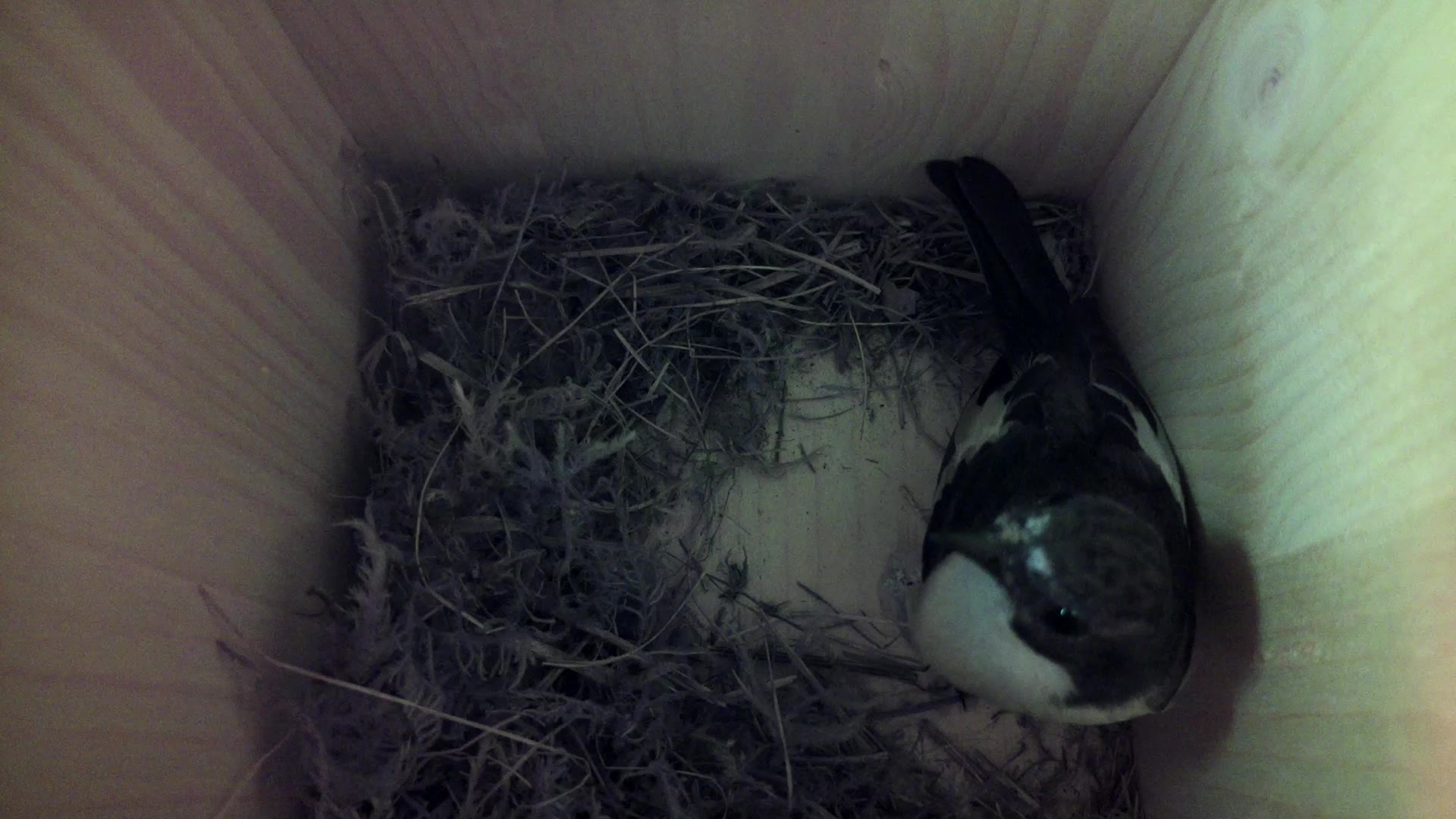 Aufnahme aus dem Vogelhaus