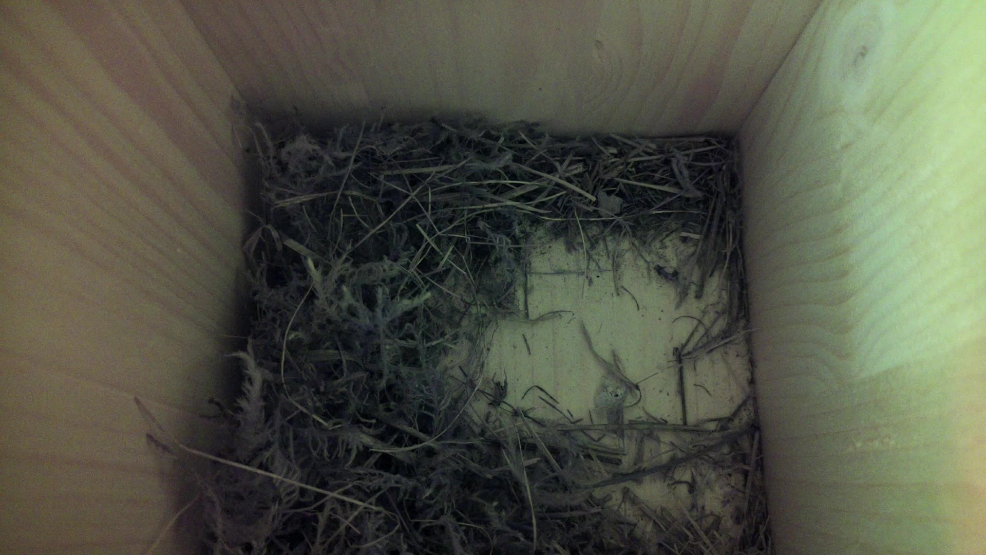 Aufnahme aus dem Vogelhaus