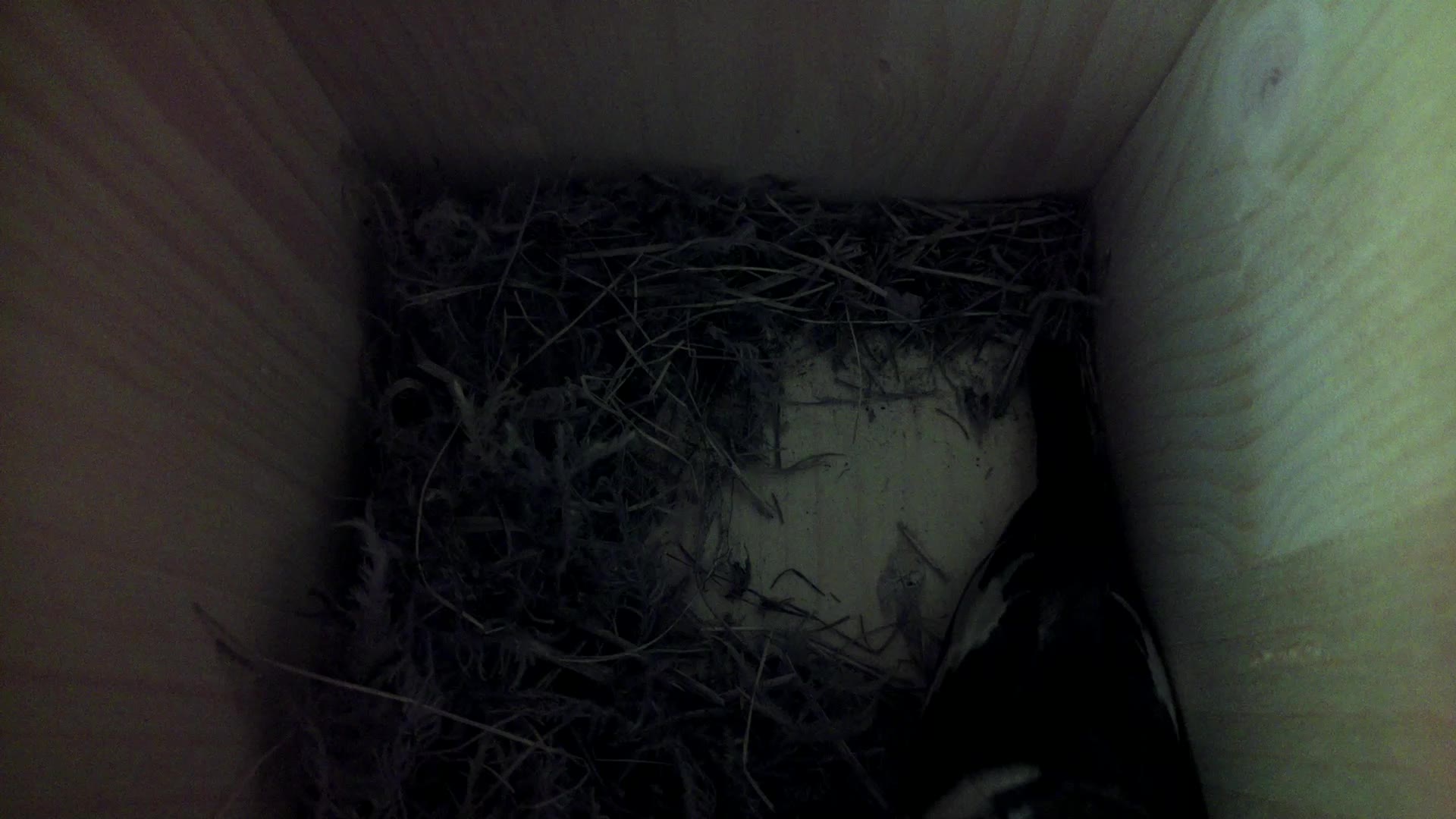 Aufnahme aus dem Vogelhaus