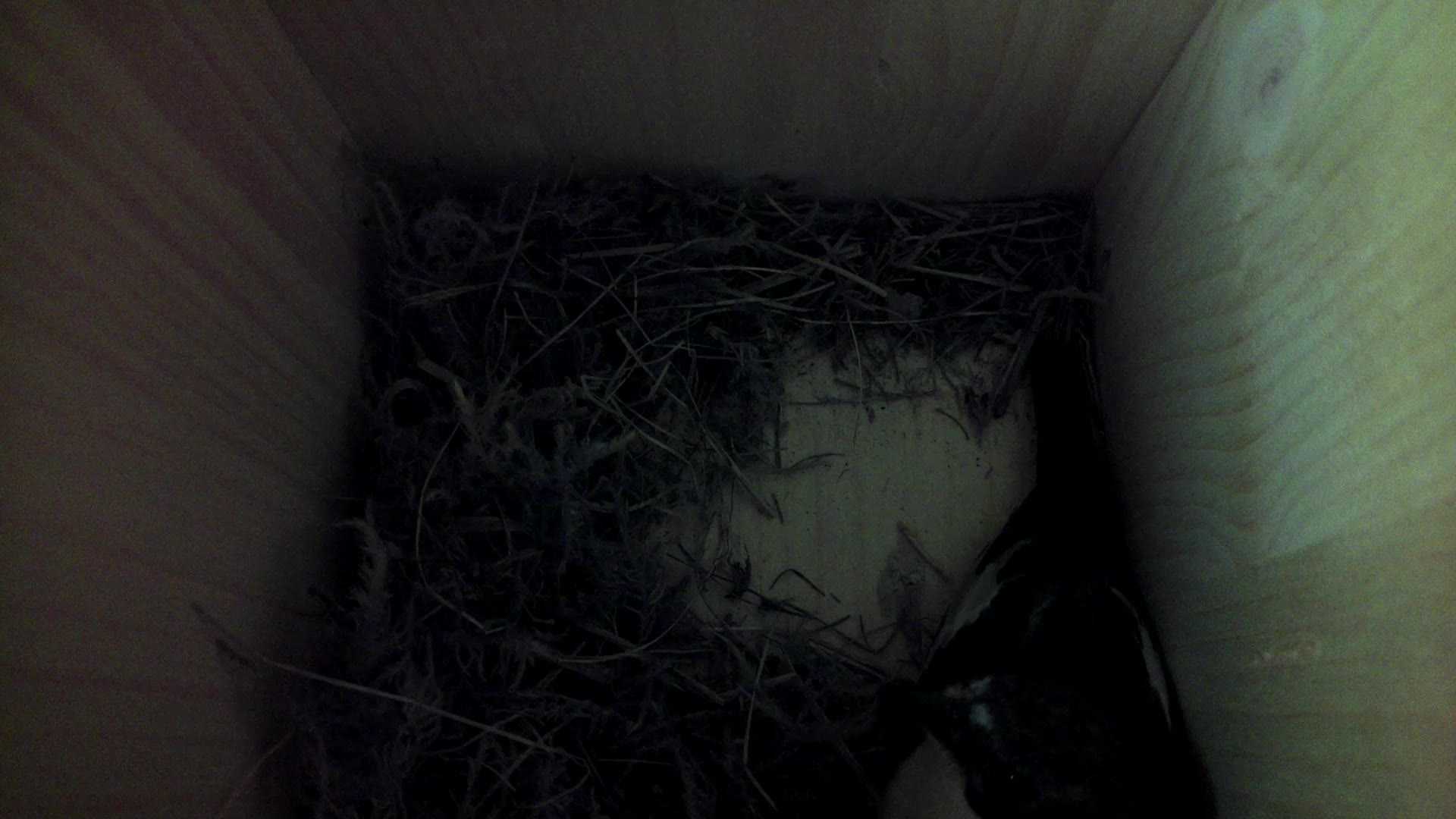 Aufnahme aus dem Vogelhaus