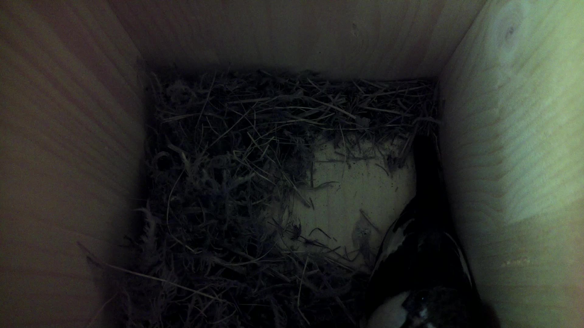Aufnahme aus dem Vogelhaus