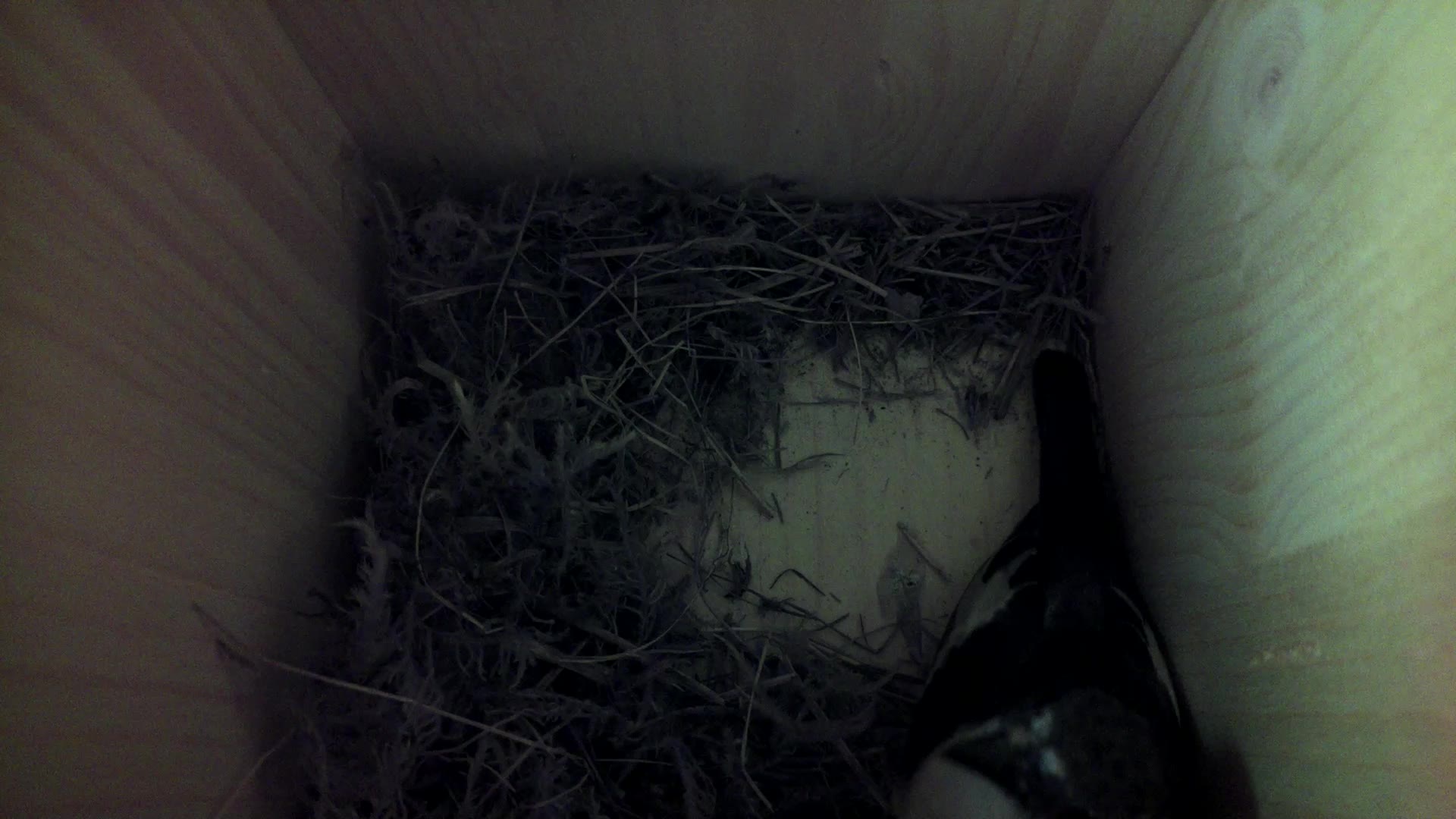Aufnahme aus dem Vogelhaus
