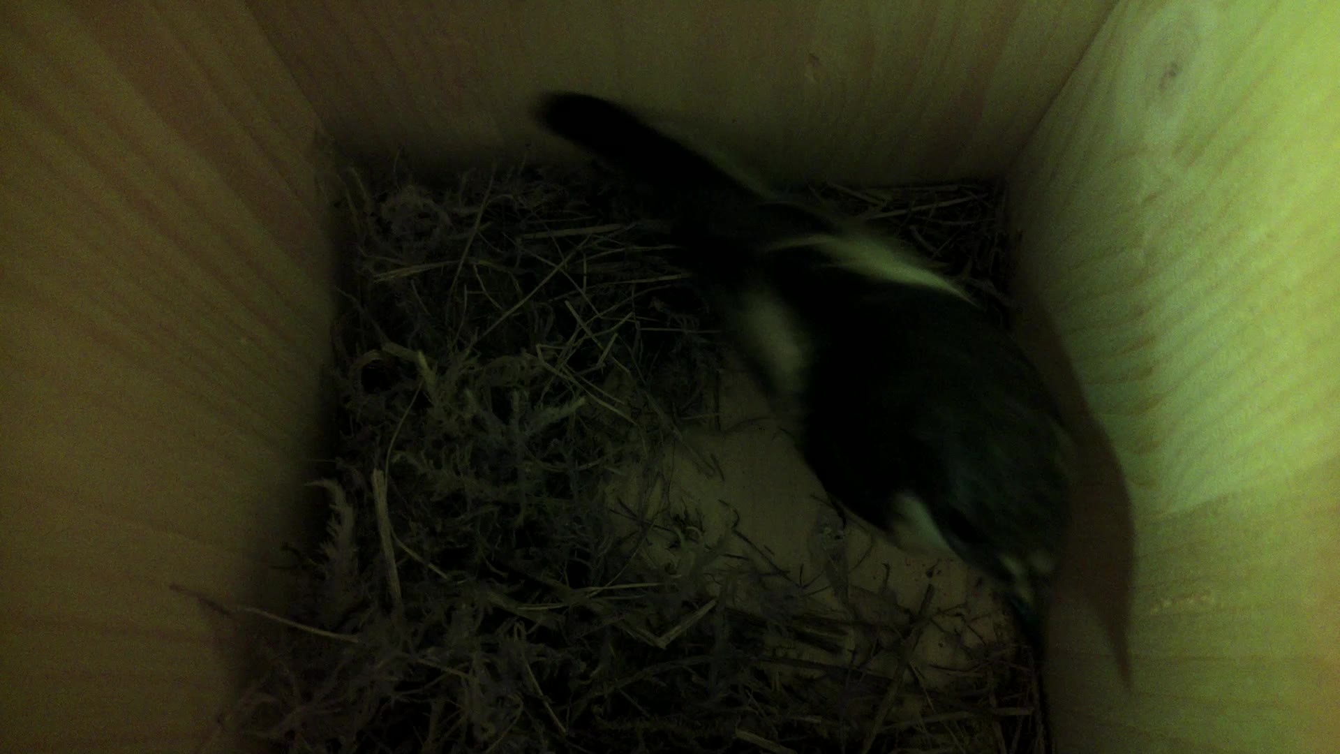Aufnahme aus dem Vogelhaus