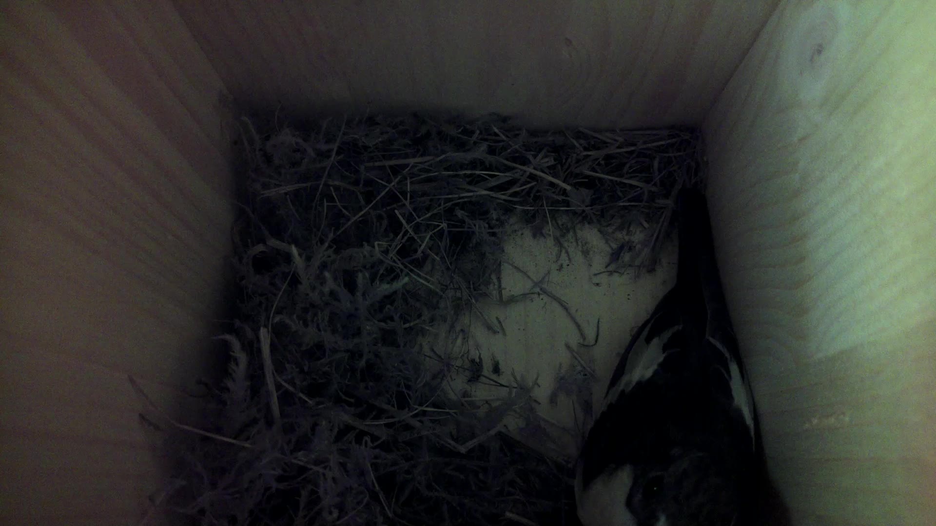Aufnahme aus dem Vogelhaus