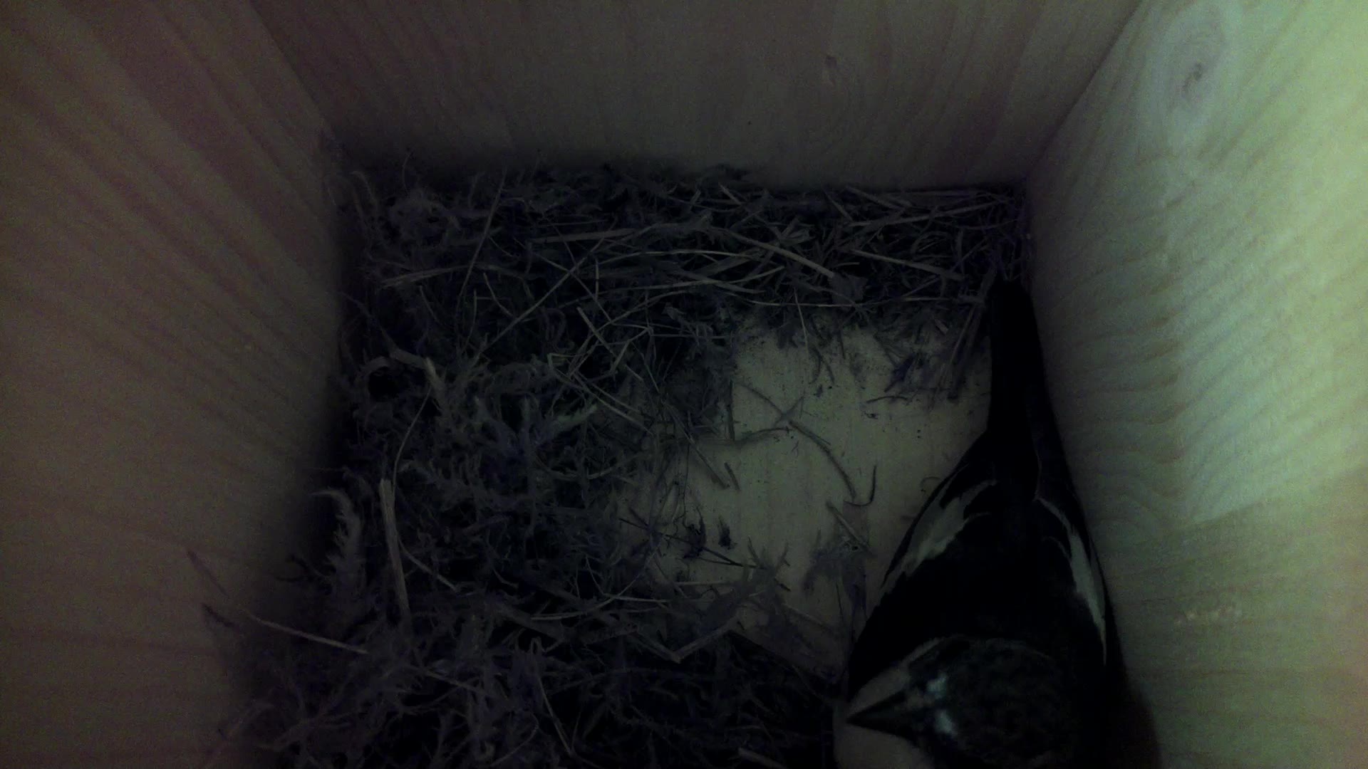Aufnahme aus dem Vogelhaus