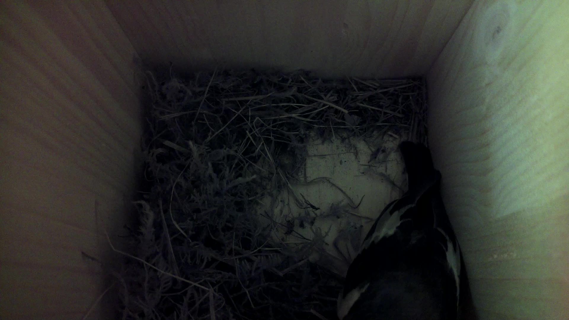 Aufnahme aus dem Vogelhaus