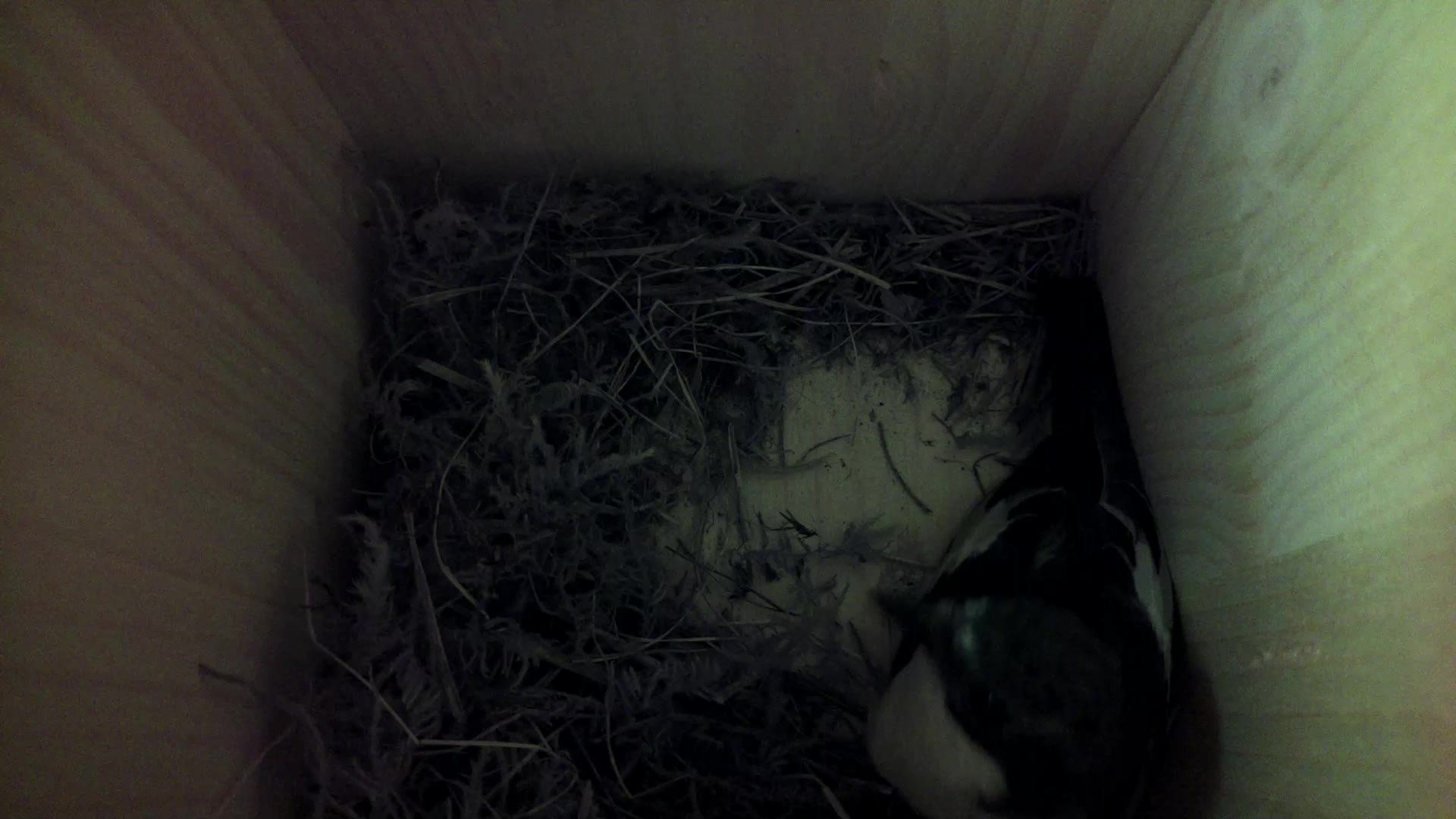 Aufnahme aus dem Vogelhaus