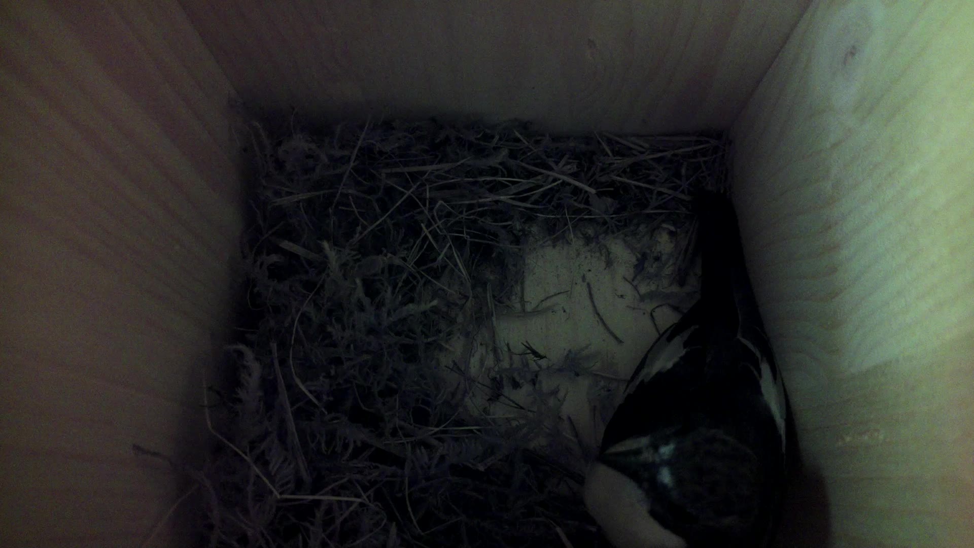 Aufnahme aus dem Vogelhaus
