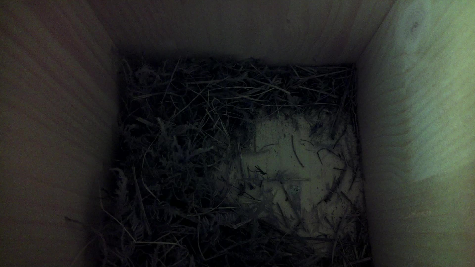 Aufnahme aus dem Vogelhaus