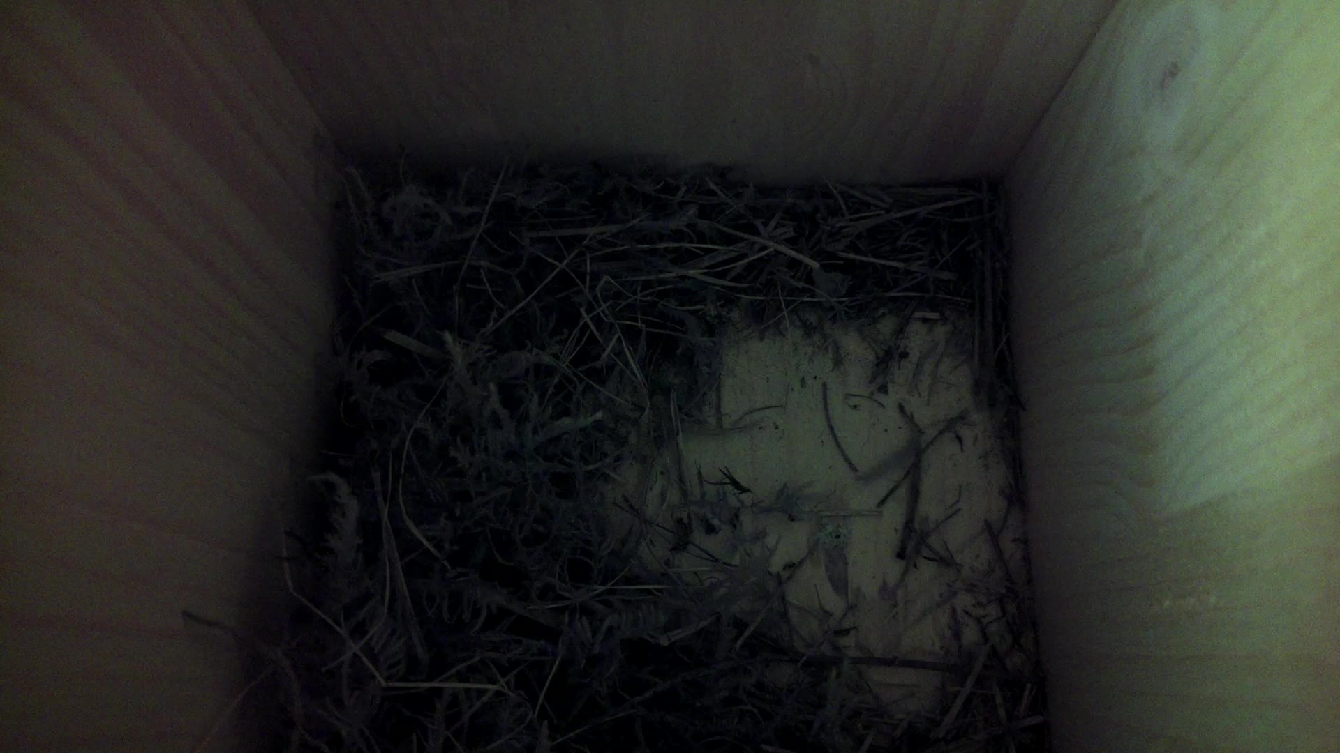 Aufnahme aus dem Vogelhaus