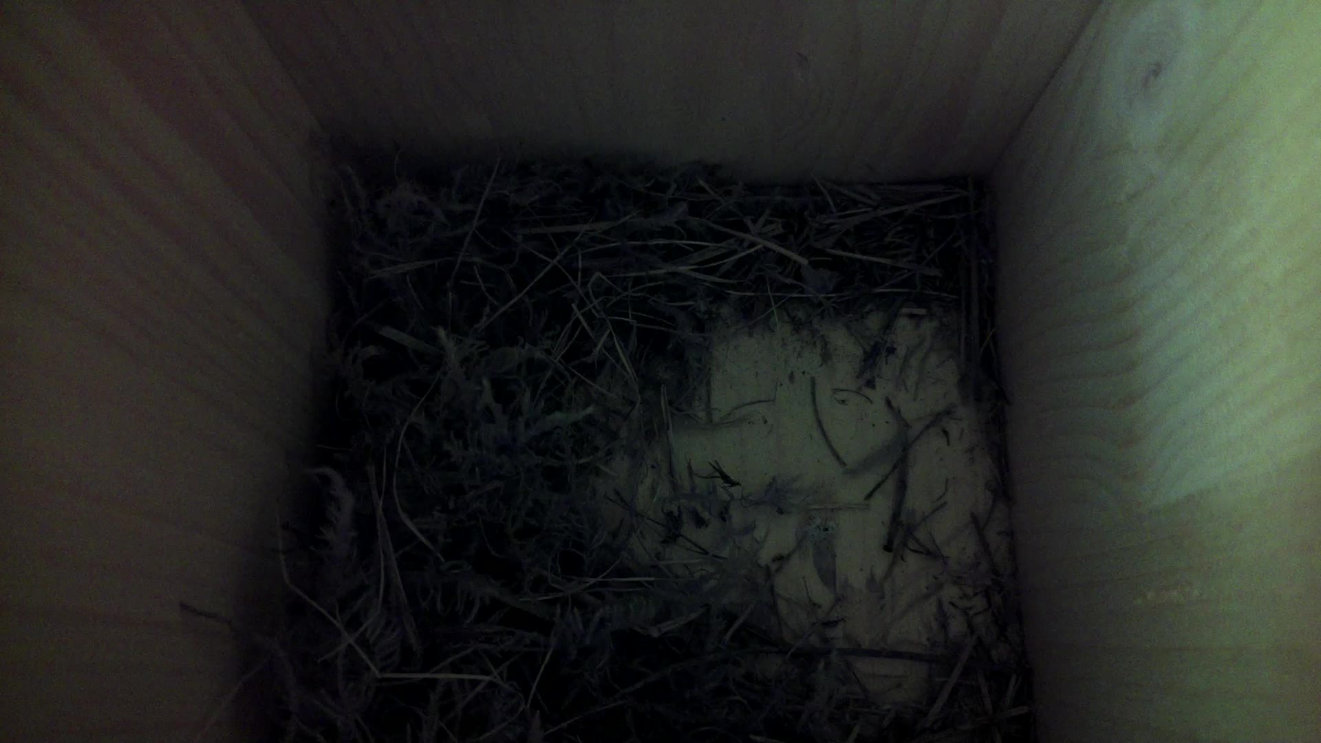 Aufnahme aus dem Vogelhaus