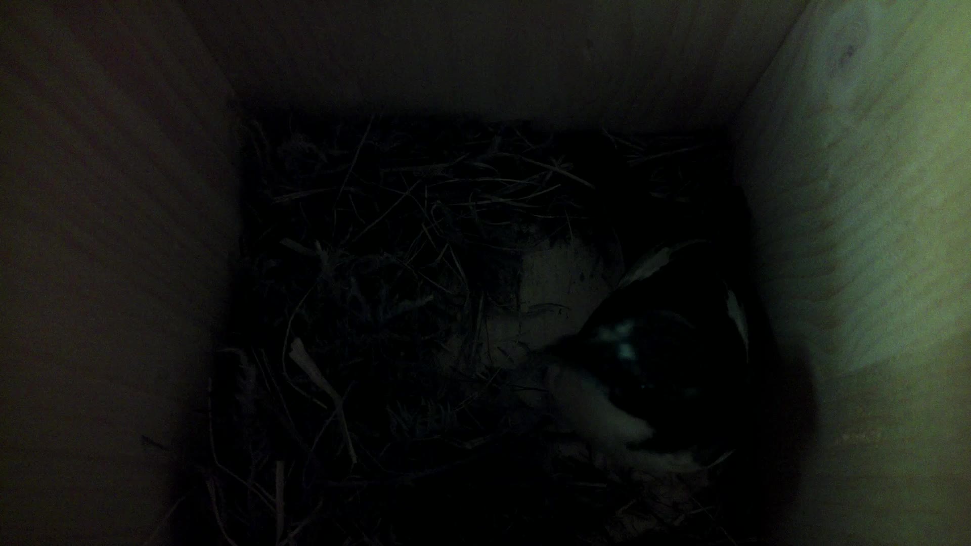 Aufnahme aus dem Vogelhaus