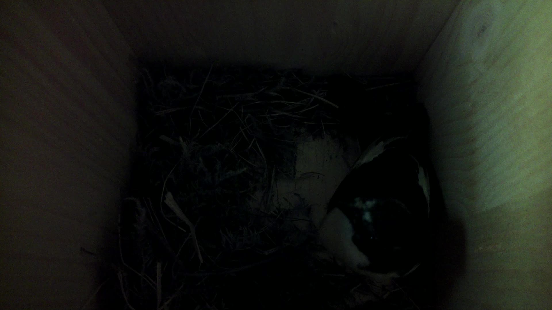 Aufnahme aus dem Vogelhaus