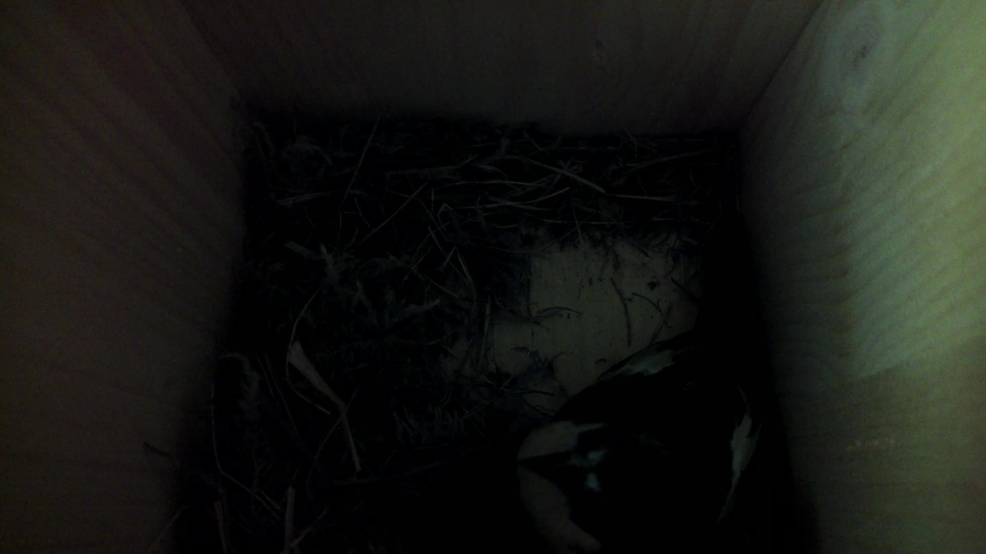 Aufnahme aus dem Vogelhaus