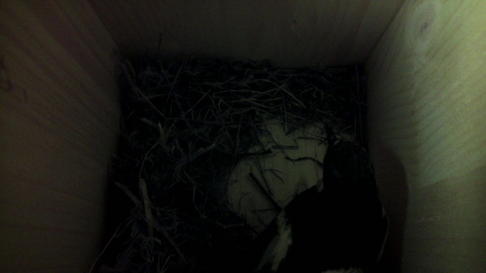 Aufnahme aus dem Vogelhaus