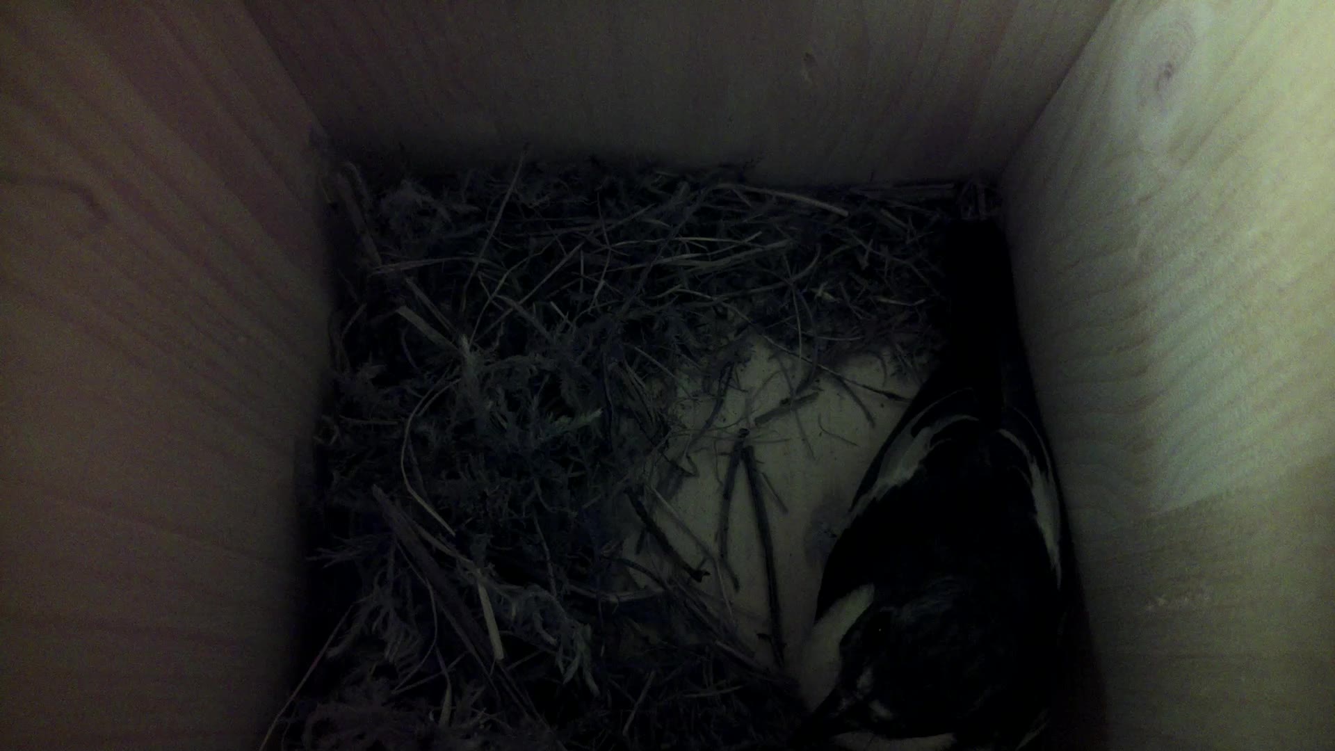 Aufnahme aus dem Vogelhaus