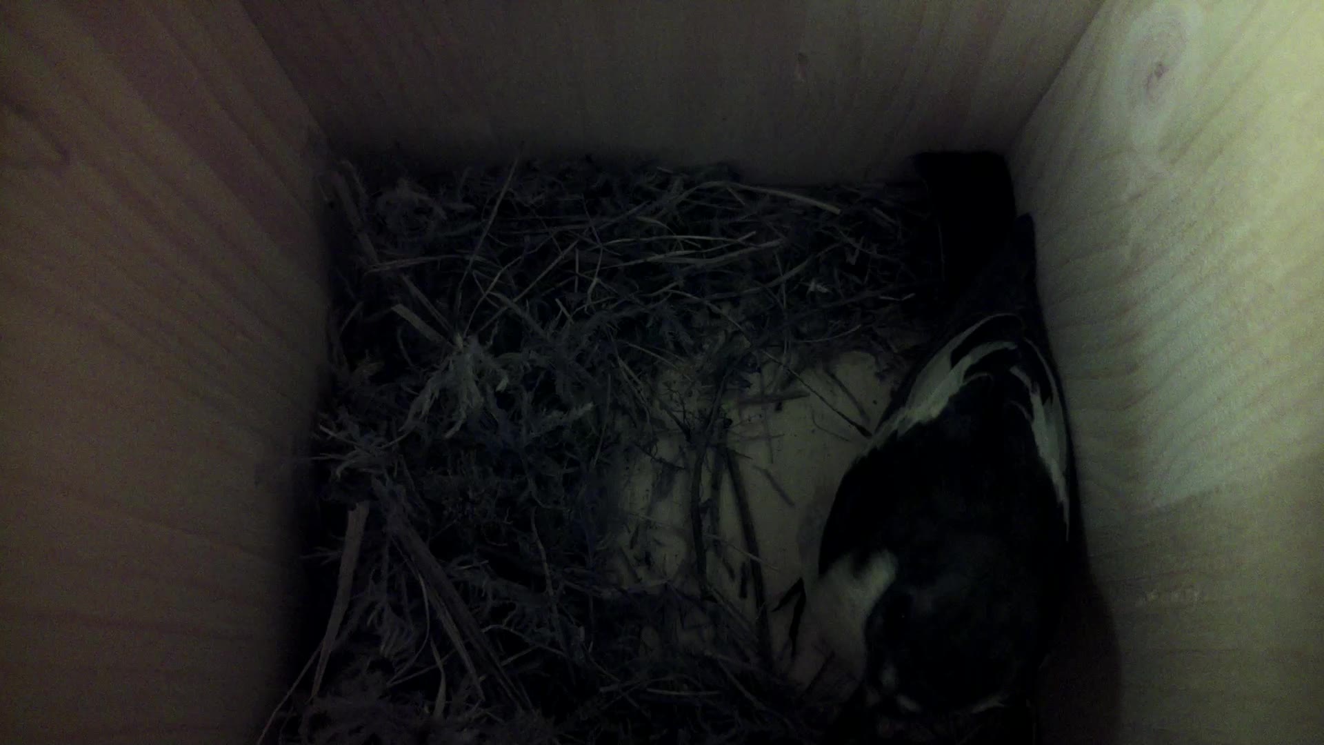Aufnahme aus dem Vogelhaus