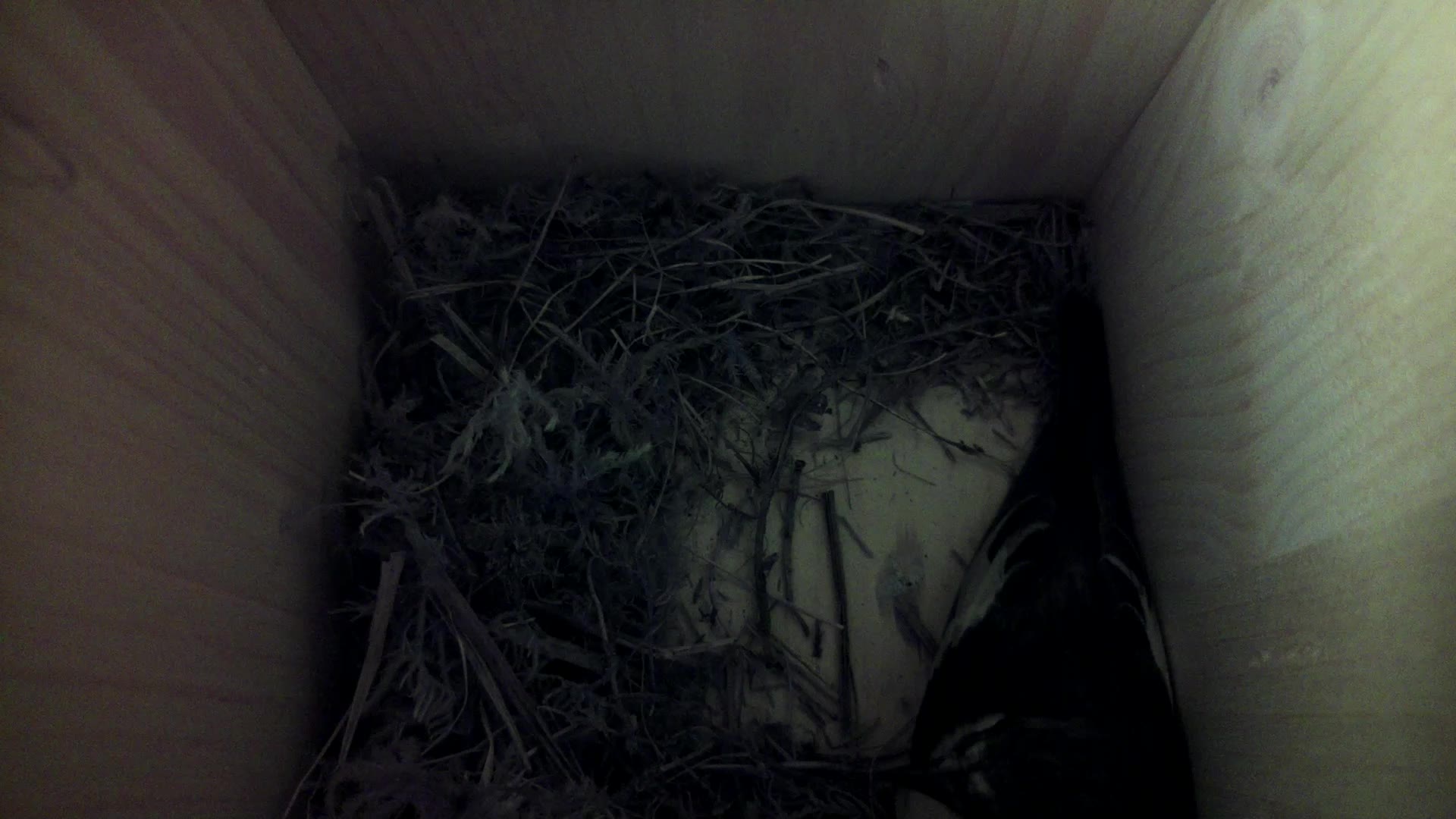 Aufnahme aus dem Vogelhaus