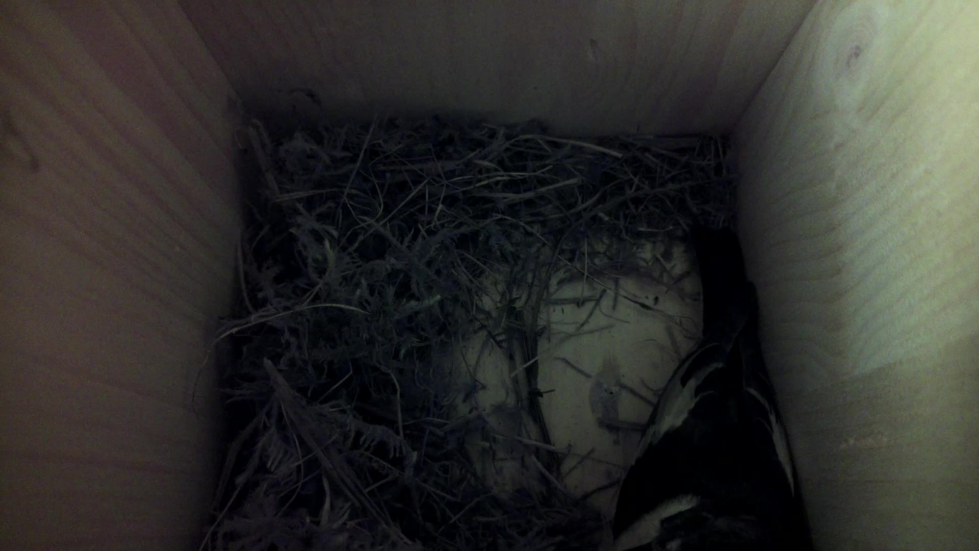 Aufnahme aus dem Vogelhaus